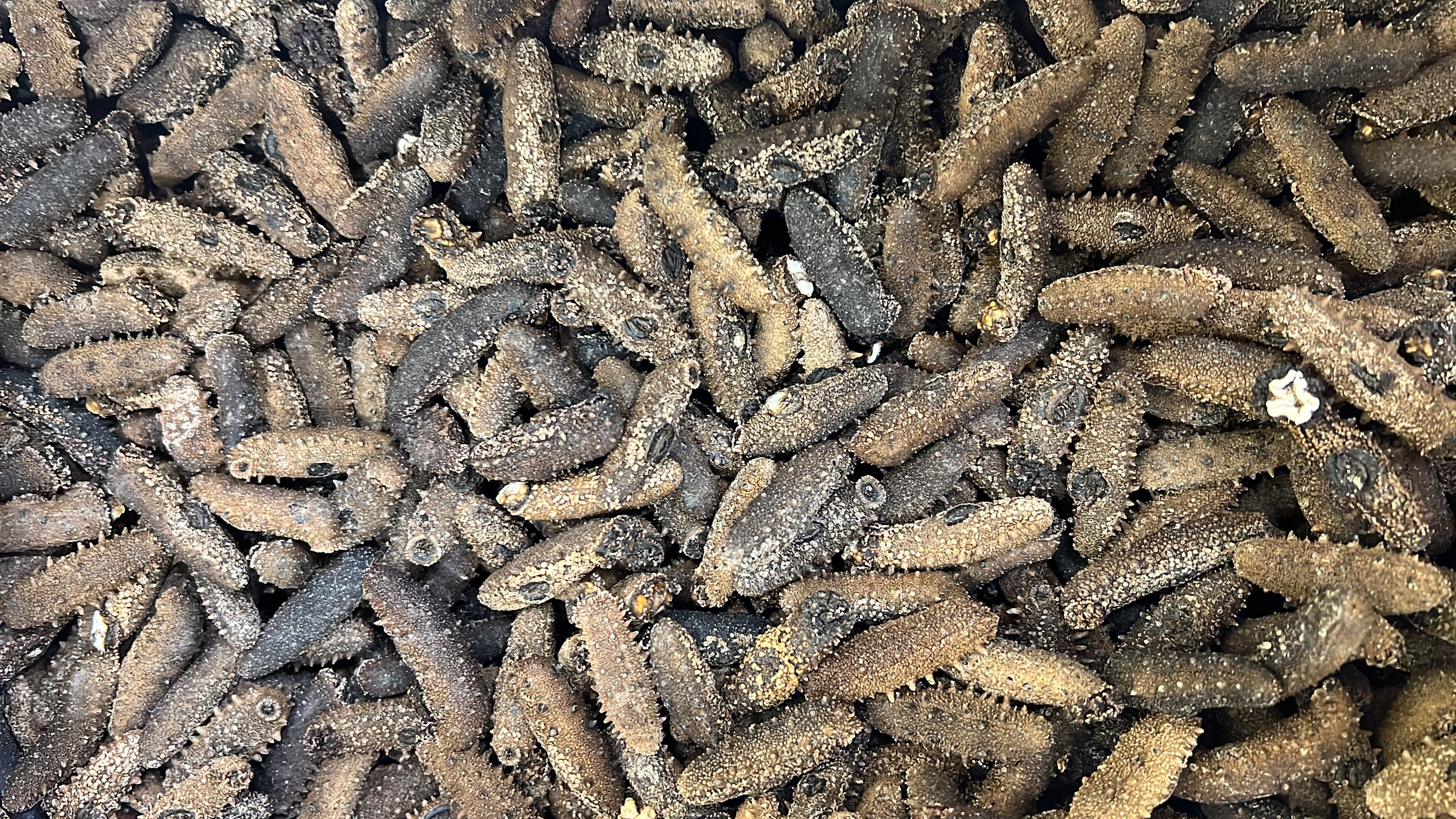 日本野生關西刺參200條size