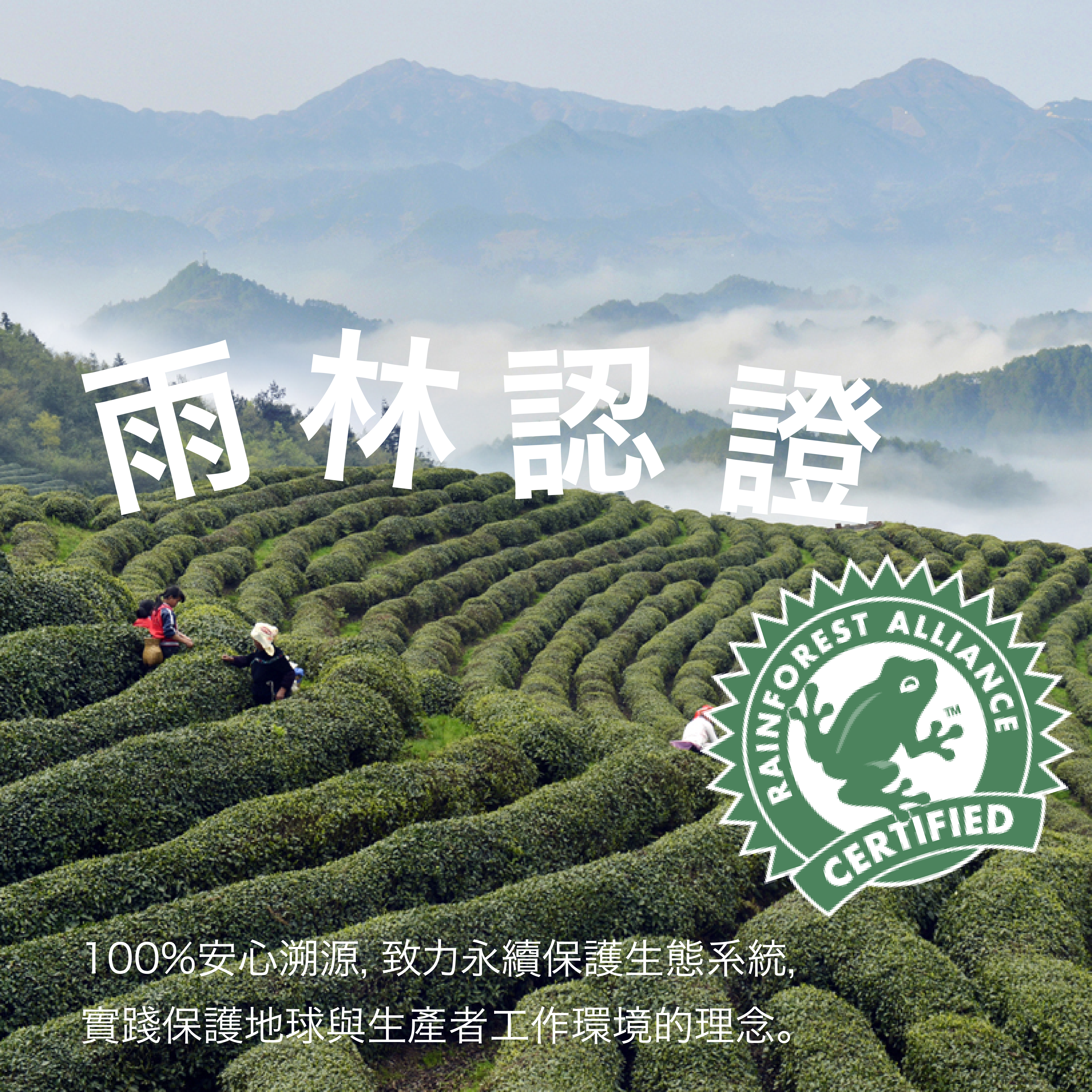 Be My Tea 純抹茶 6號| 250克| 袋裝| 烘焙用