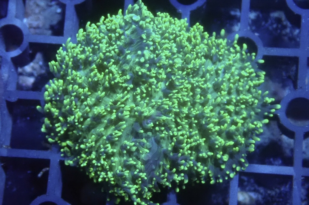 M7 菇  （frag座3.5cm）