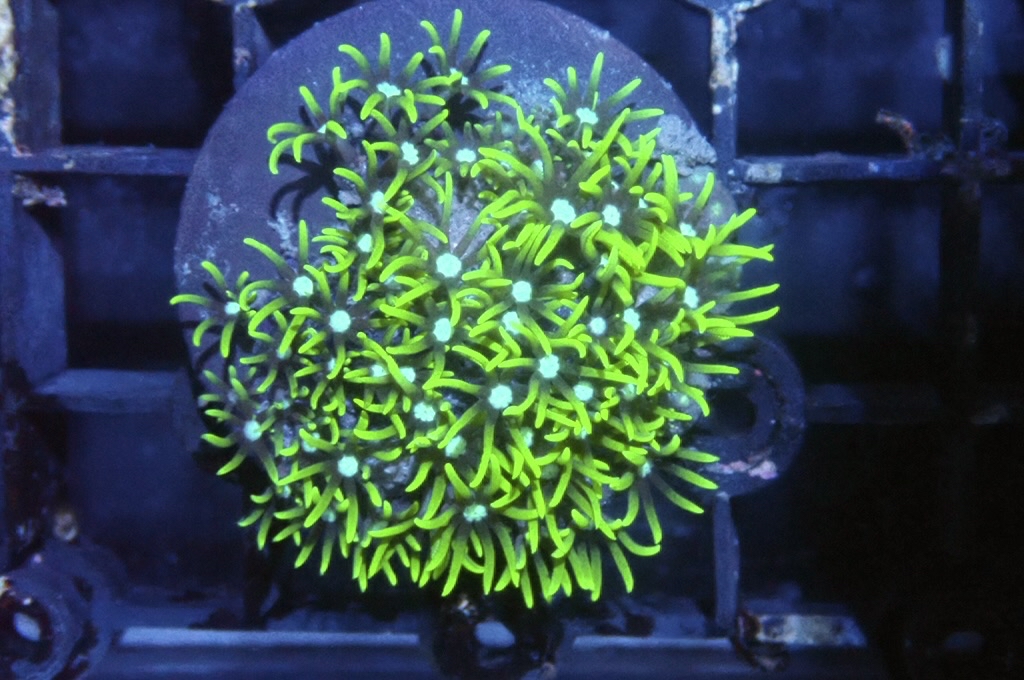 Green 1 超螢光綠草皮（開大約1.5吋）