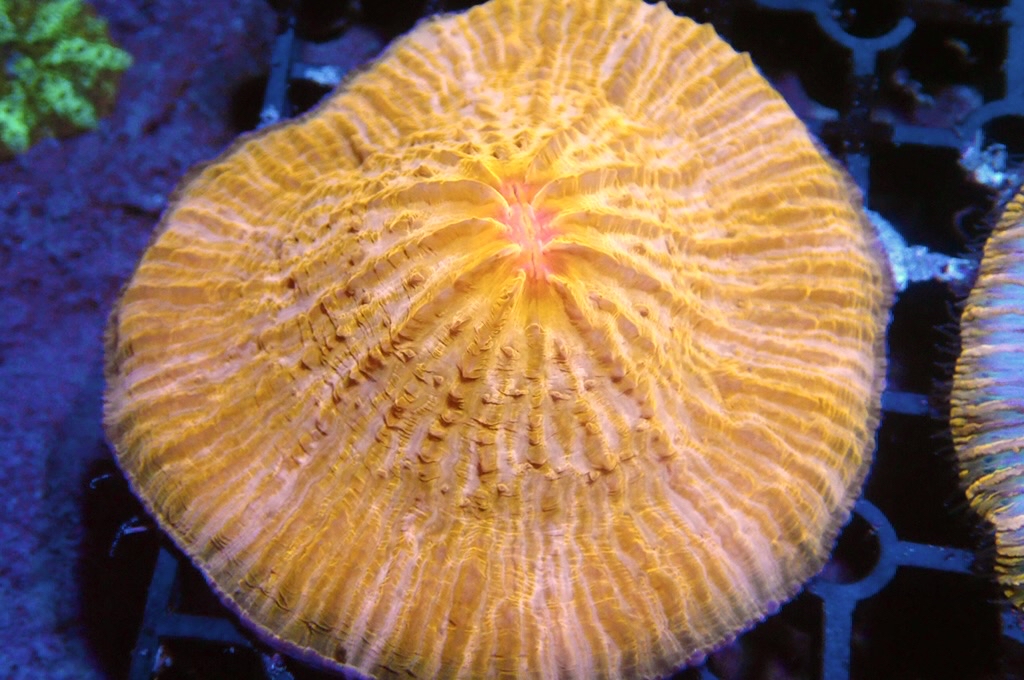 P2  橙飛碟 （開大約2.5吋）