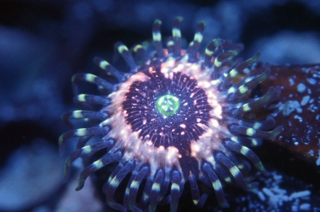 Z5 鈕扣（FRAG座2CM）