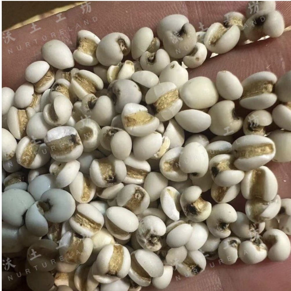 侗家老品種薏仁米 400g