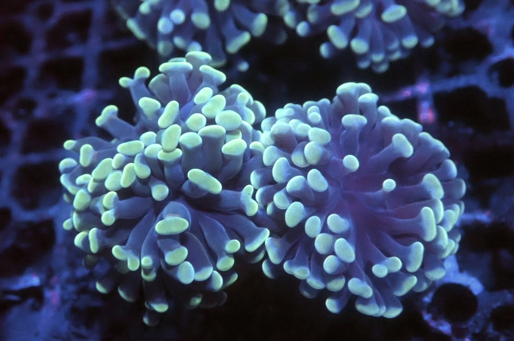 H3 豬腰（開大約2.5吋）