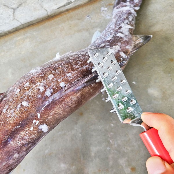 【現貨】🔥🔥【日本製《石本專業》專業級防噴濺刮鱗器】