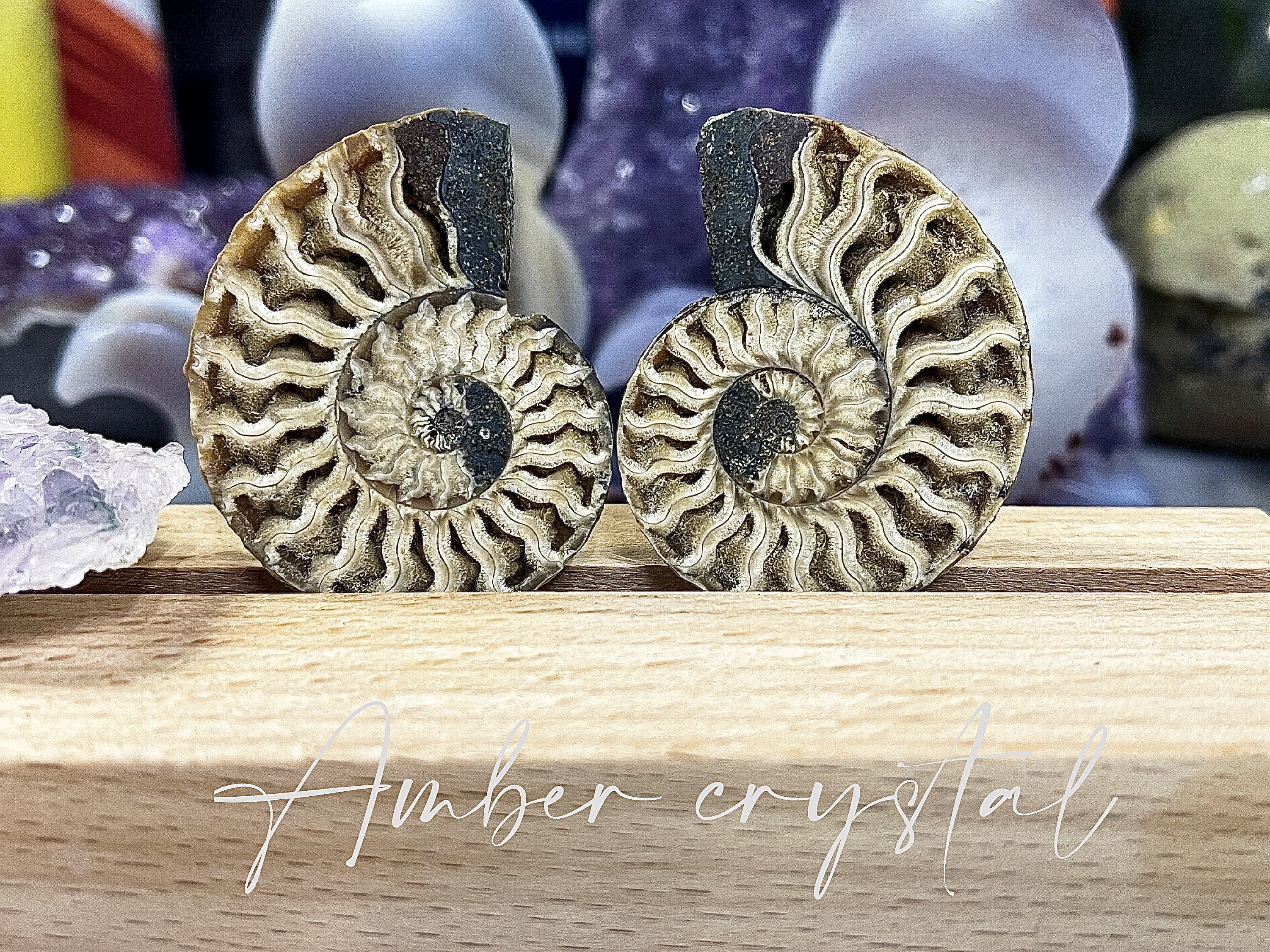 斑彩螺Ammonite 