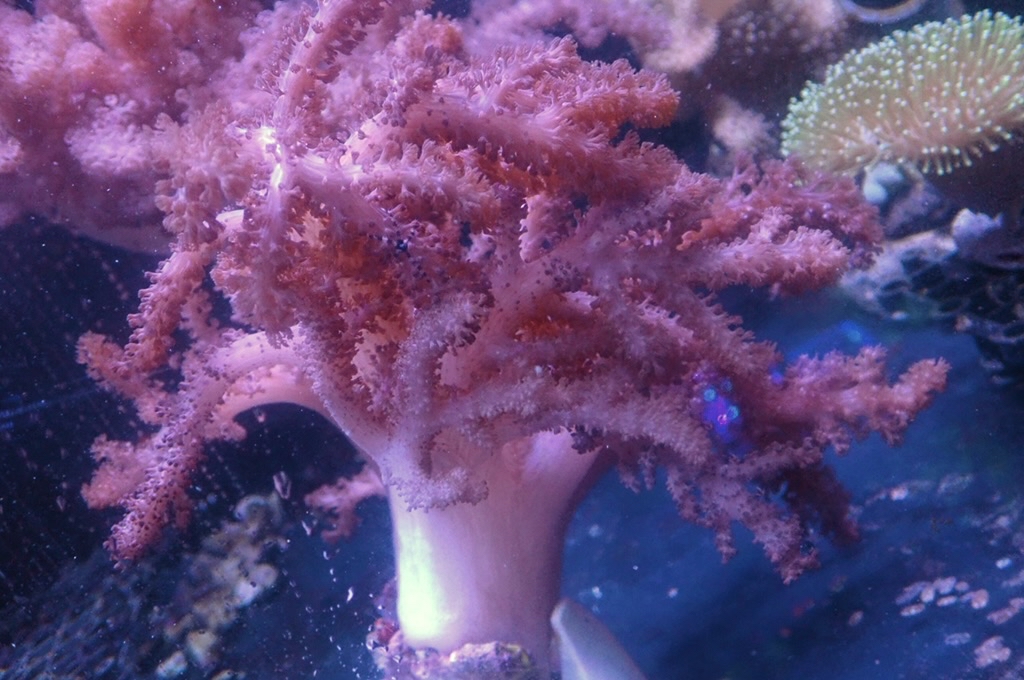 Tree 11 九尾狐 （開約8x6吋）