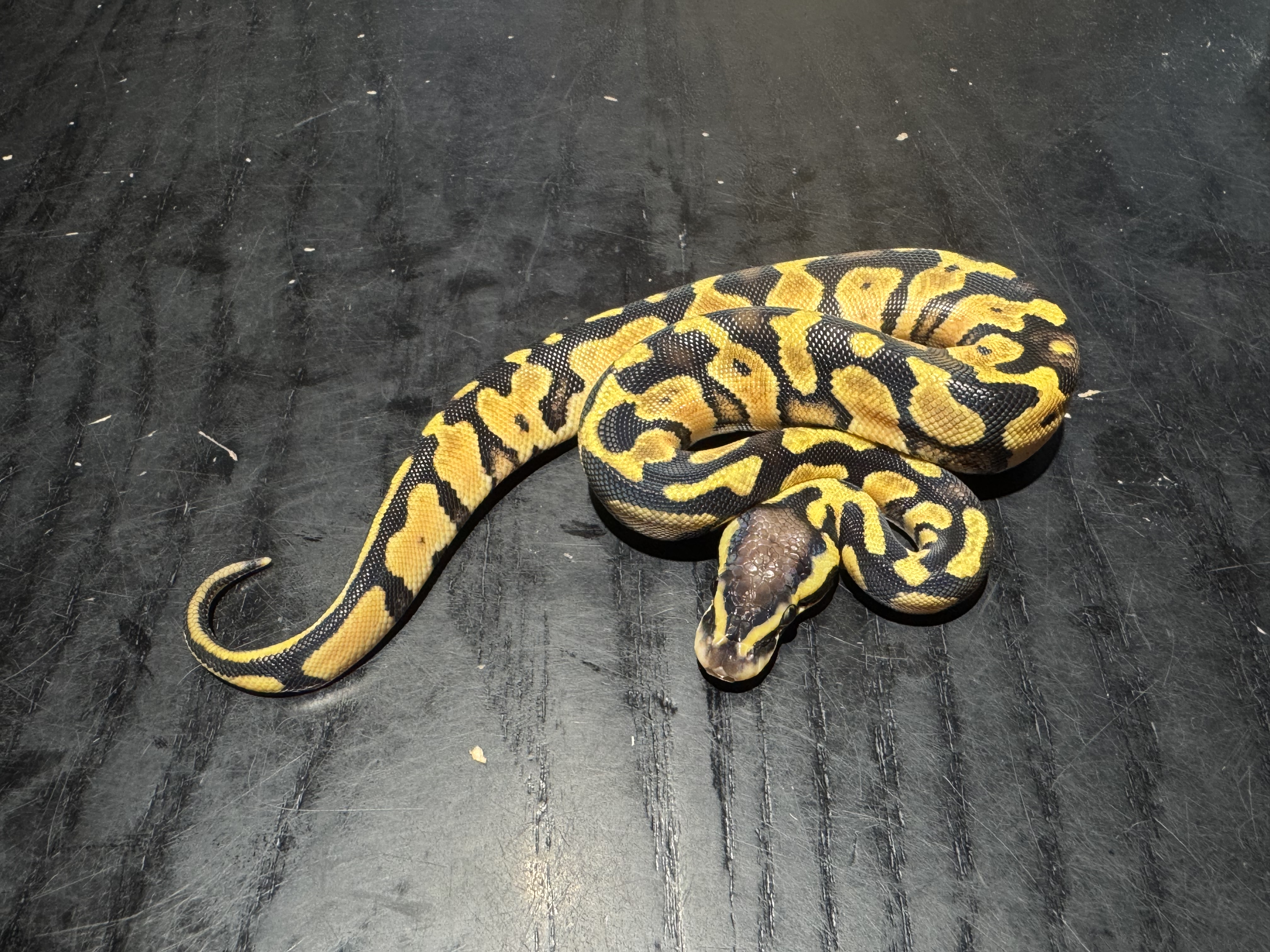 26 Pastel Enchi or Yellow Belly het TSK Axanthic 50% het Pied 0.1
