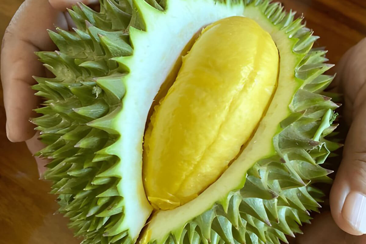  【🇲🇾馬來西亞金鳳榴槤💛】