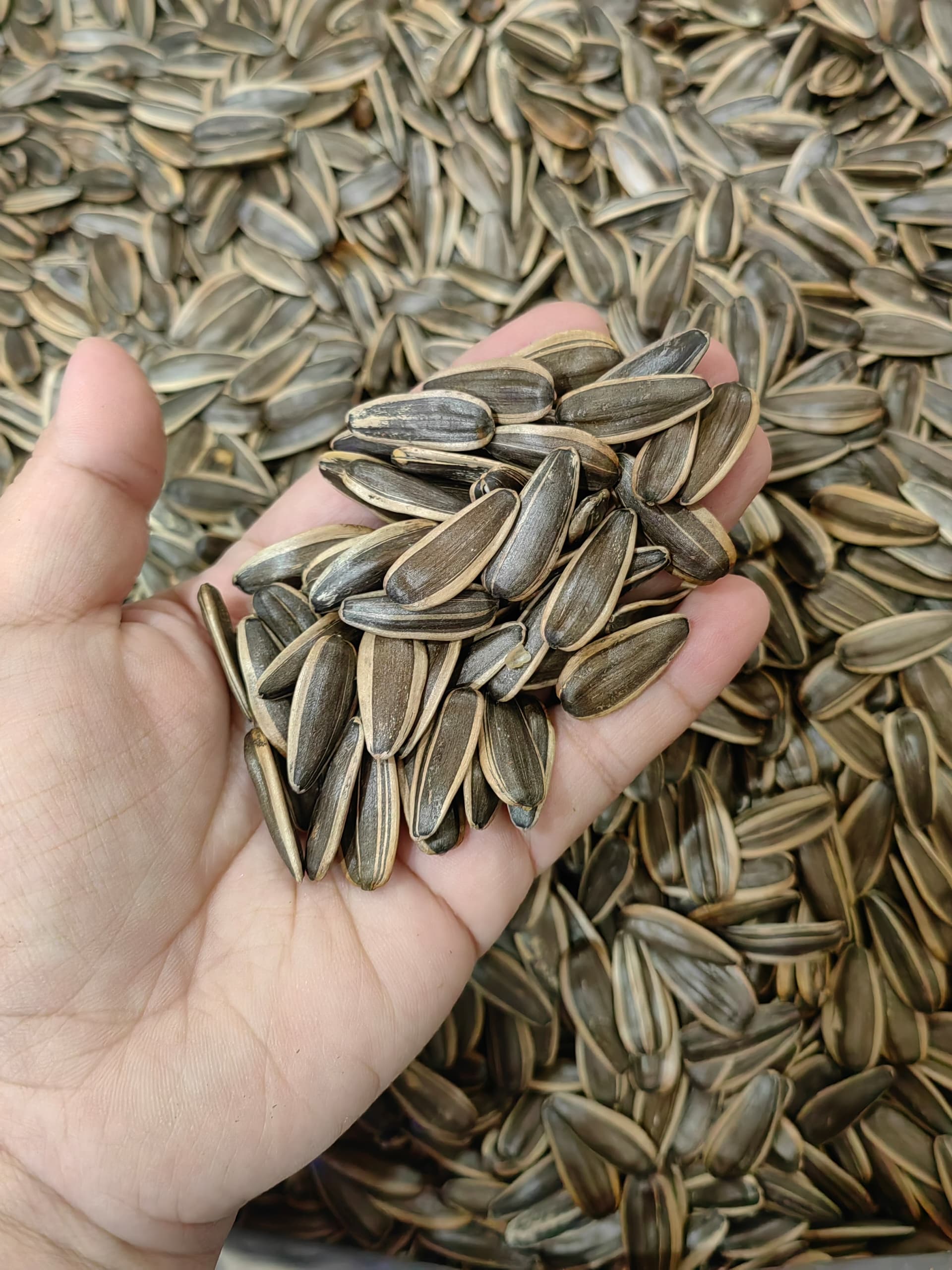 原味炭烧葵瓜子Roasted Sunflower Seed