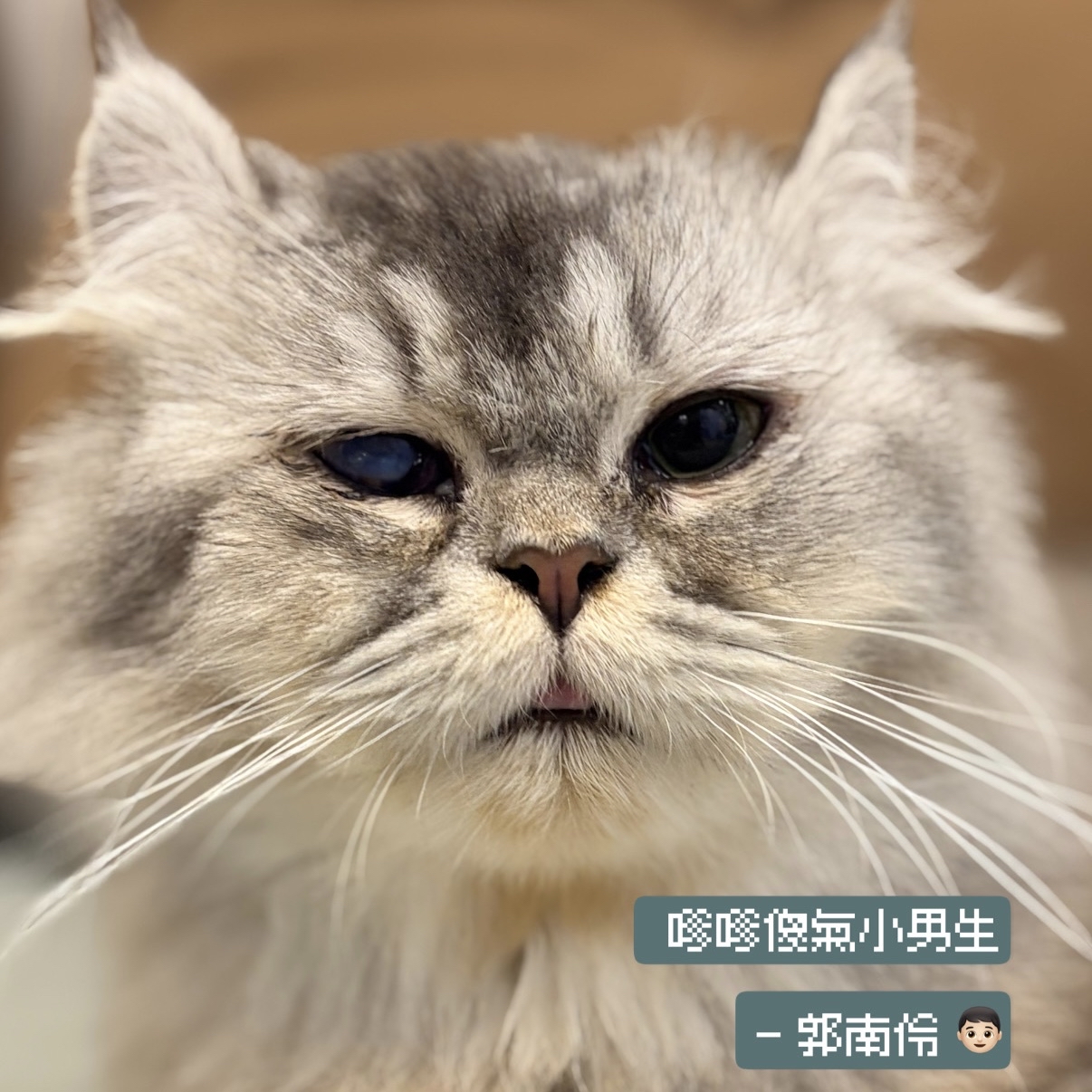 助養郭南伶｜指定助養貓咪 Special Plan ｜貓站每月助養計畫