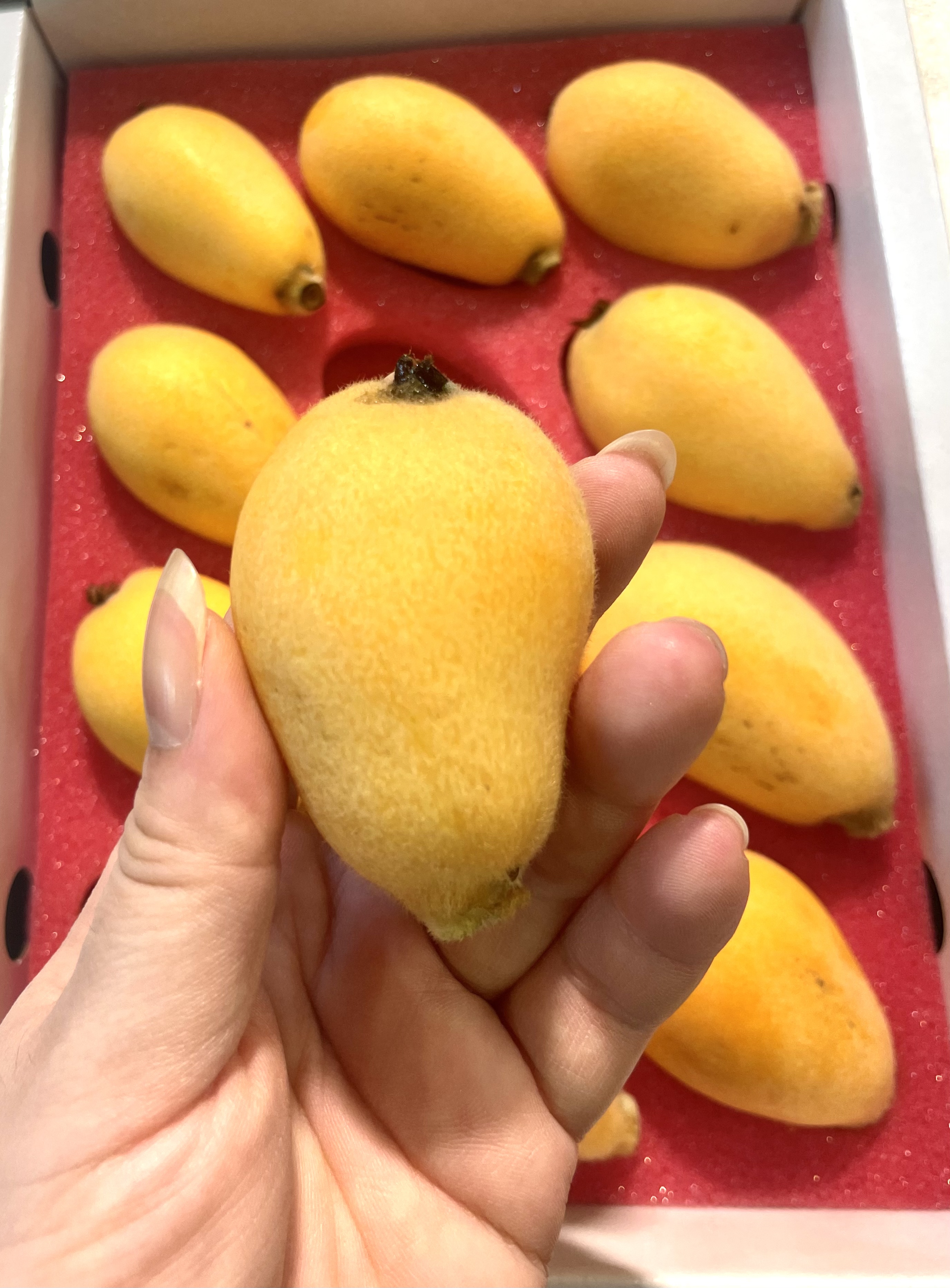 台灣【新鮮枇杷果禮盒】