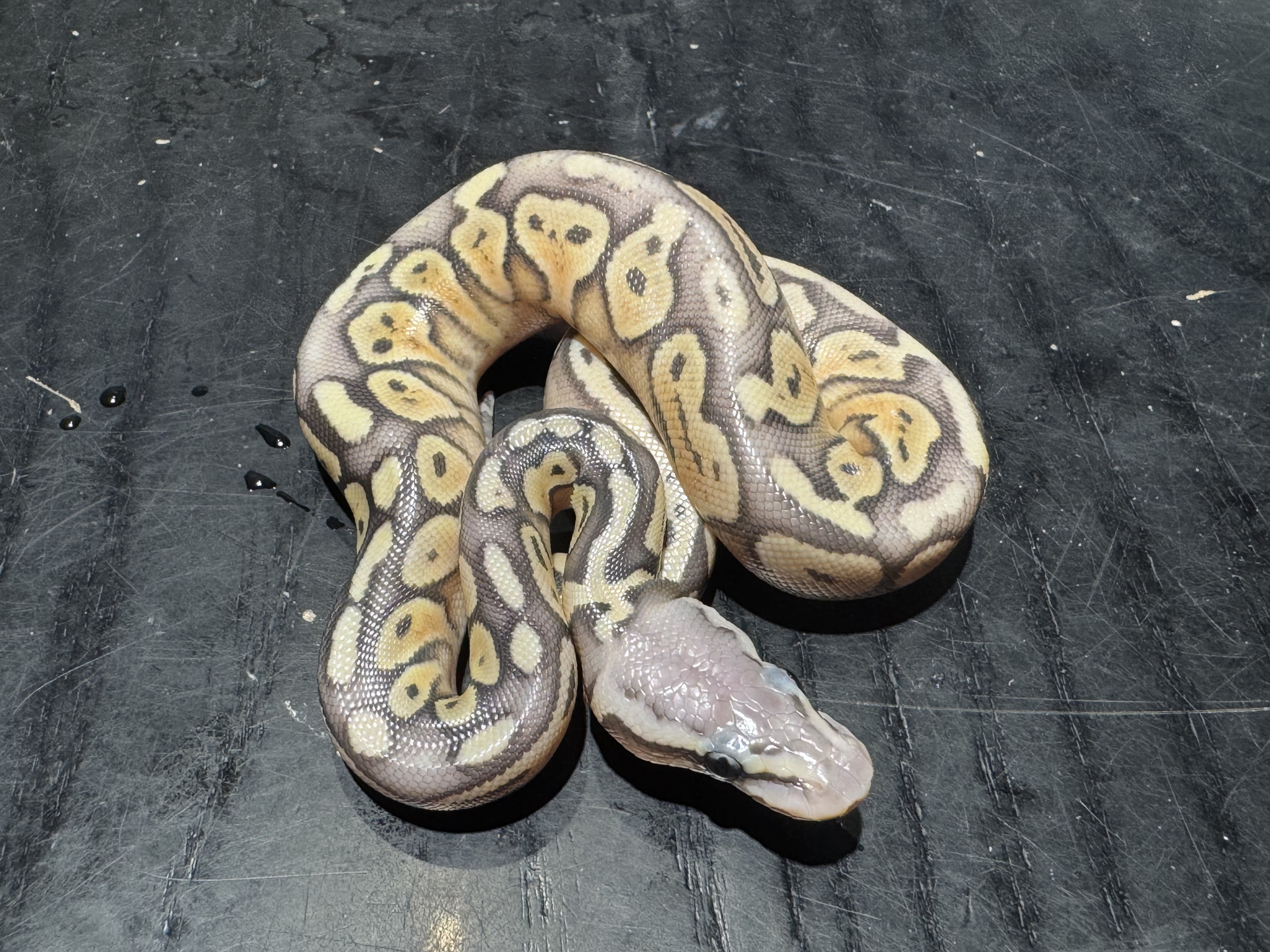 26 Pastel het Red Axanthic Ghost het Pied 0.1