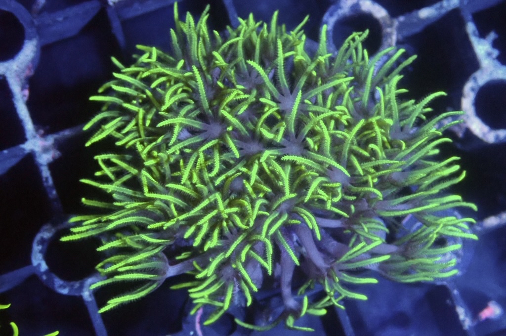 Green 2  綠草皮（開大約1.5吋）