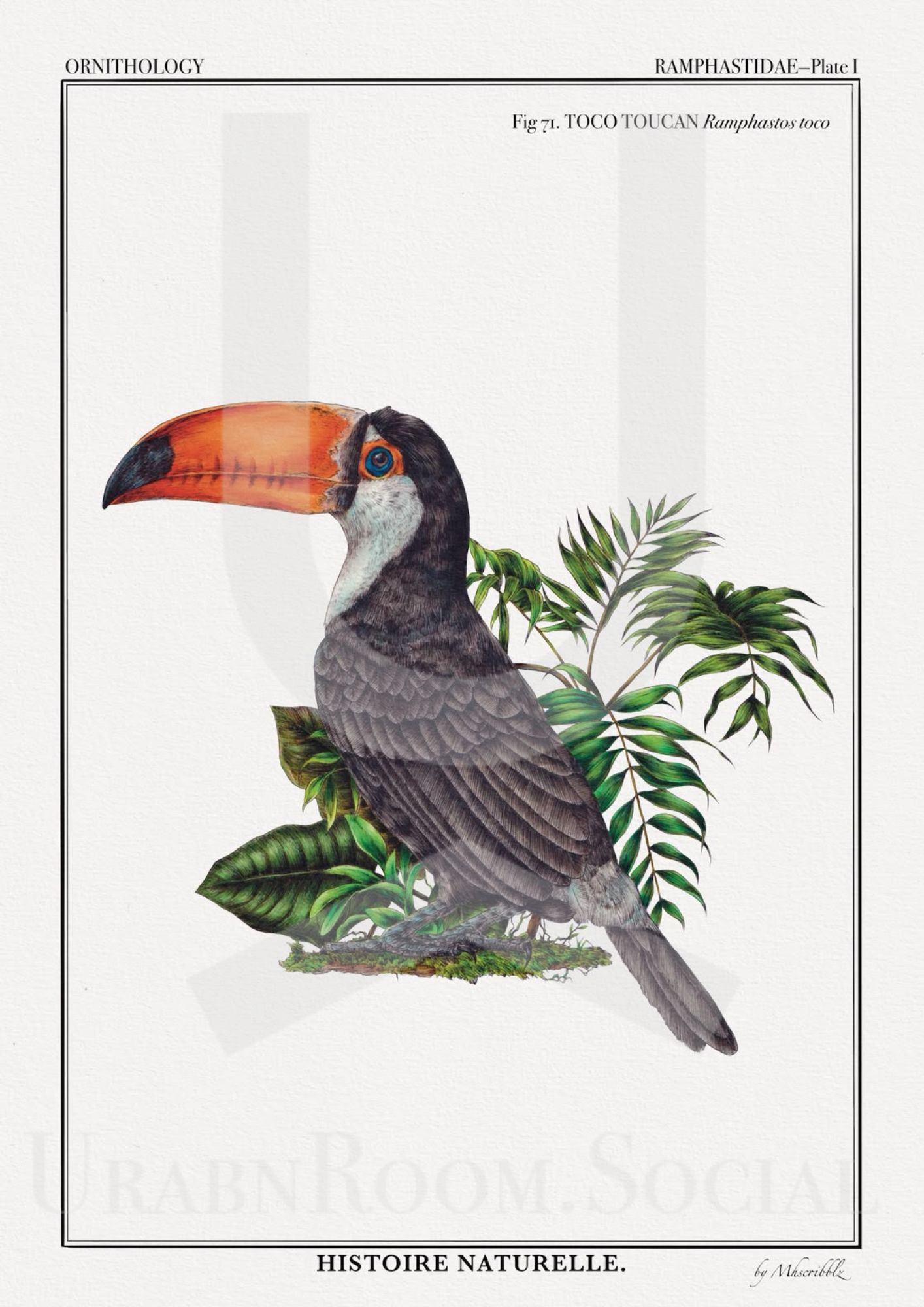 Mhscribblz - A4 ART PRINT Toco Toucan