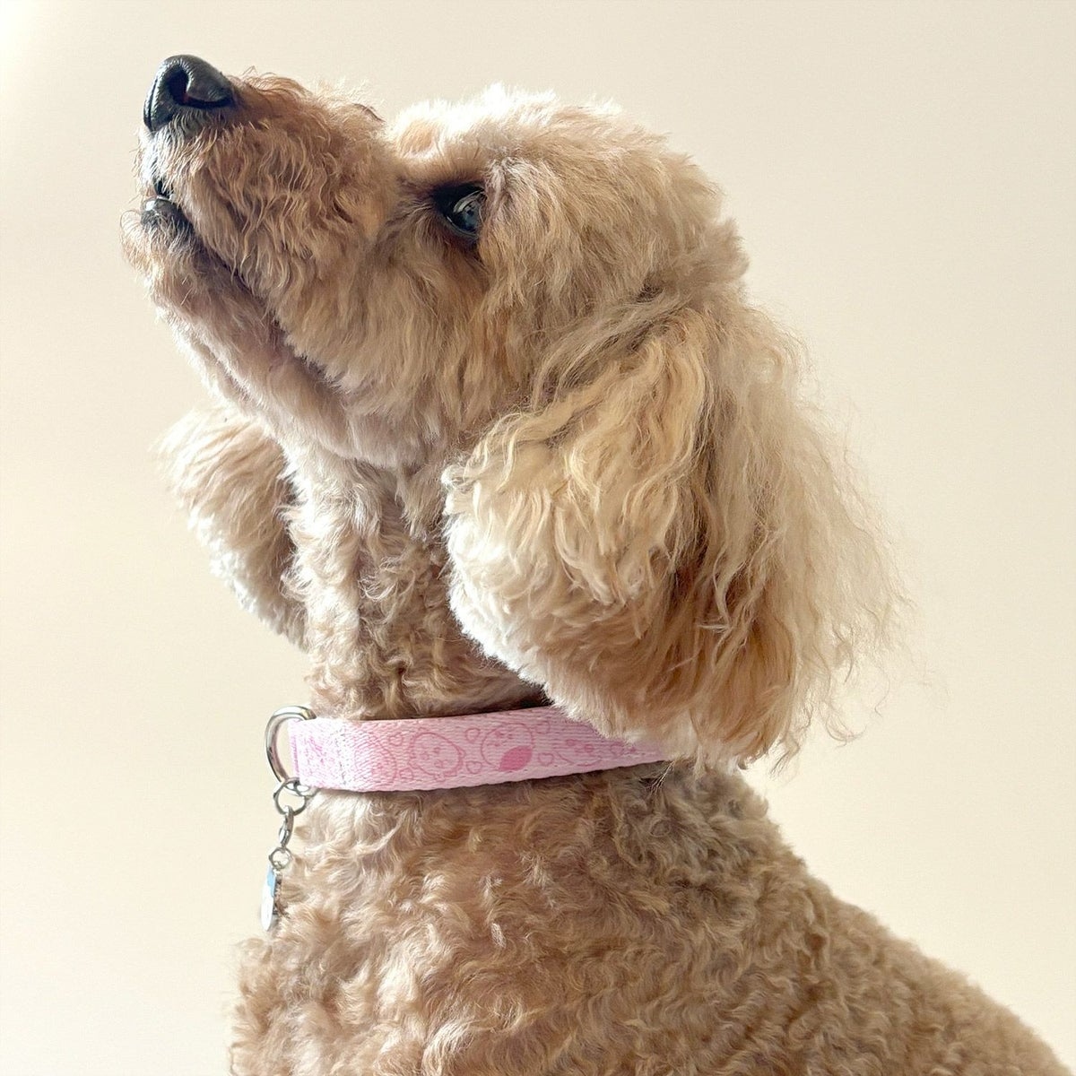 🌸 【預訂】Chiikawa 小型犬用 頸圈