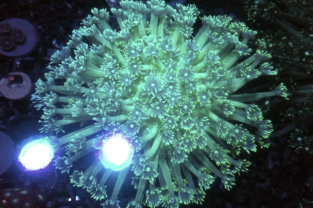 GF2  寶石花（開大約5.5吋）