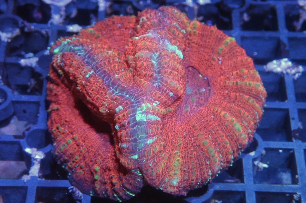 BB1 大眼Acan（開大約2.5吋）