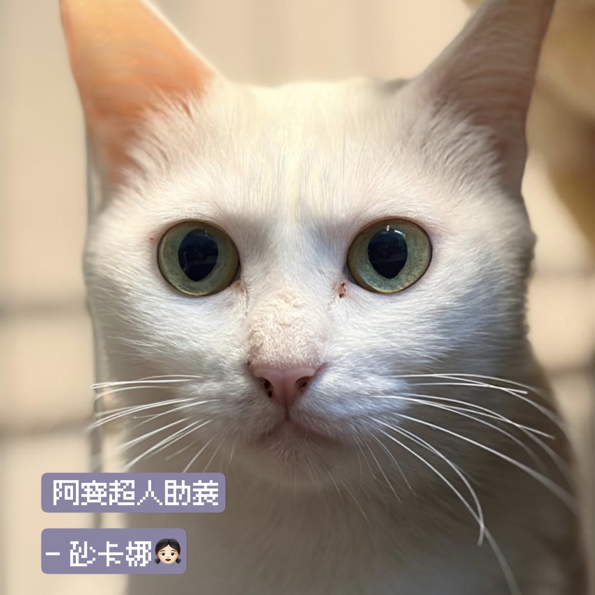 助養砂卡娜｜指定助養貓咪 Special Plan ｜貓站每月助養計畫