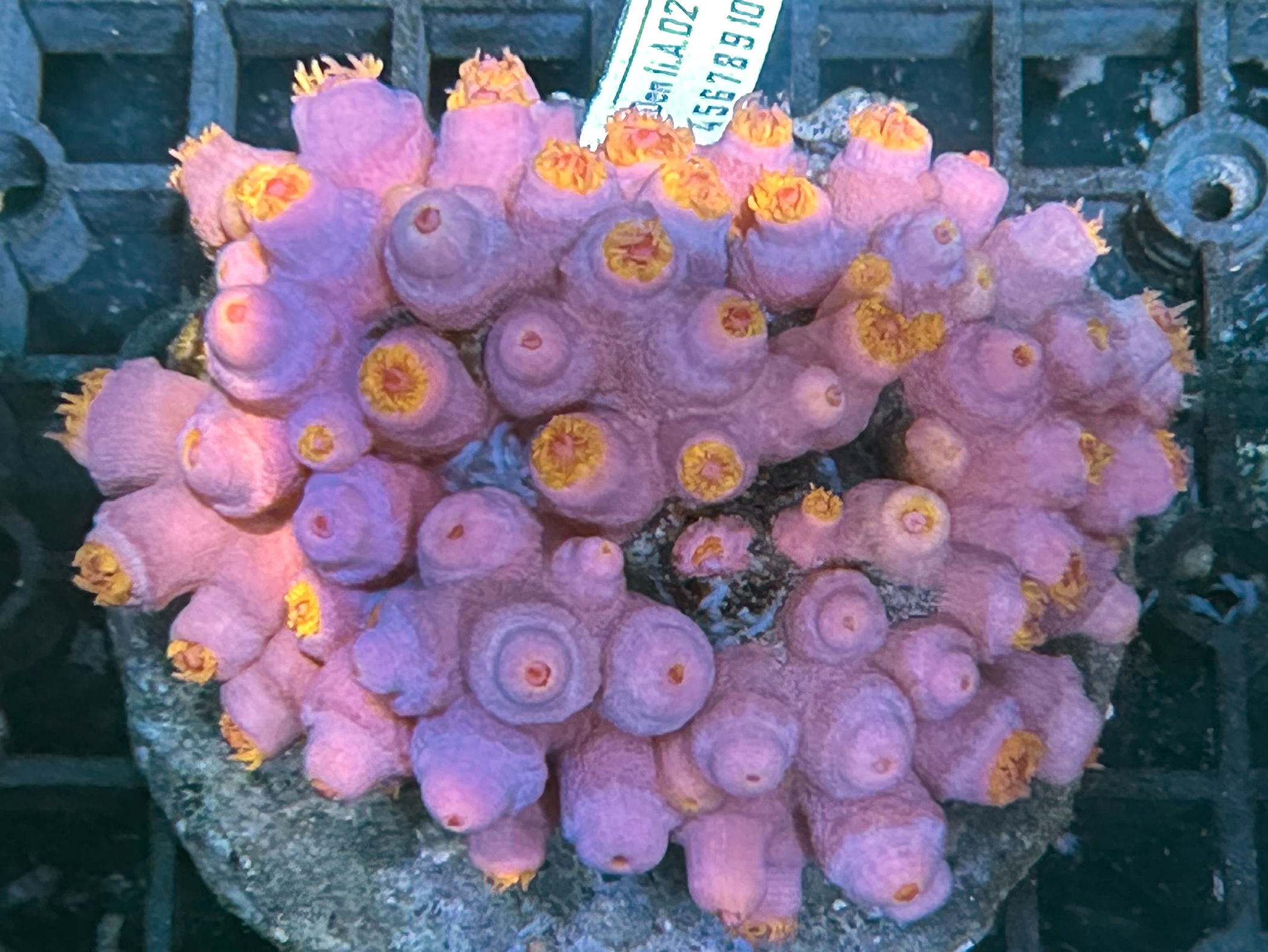 Sun 4 太陽花（開大約3.5吋）