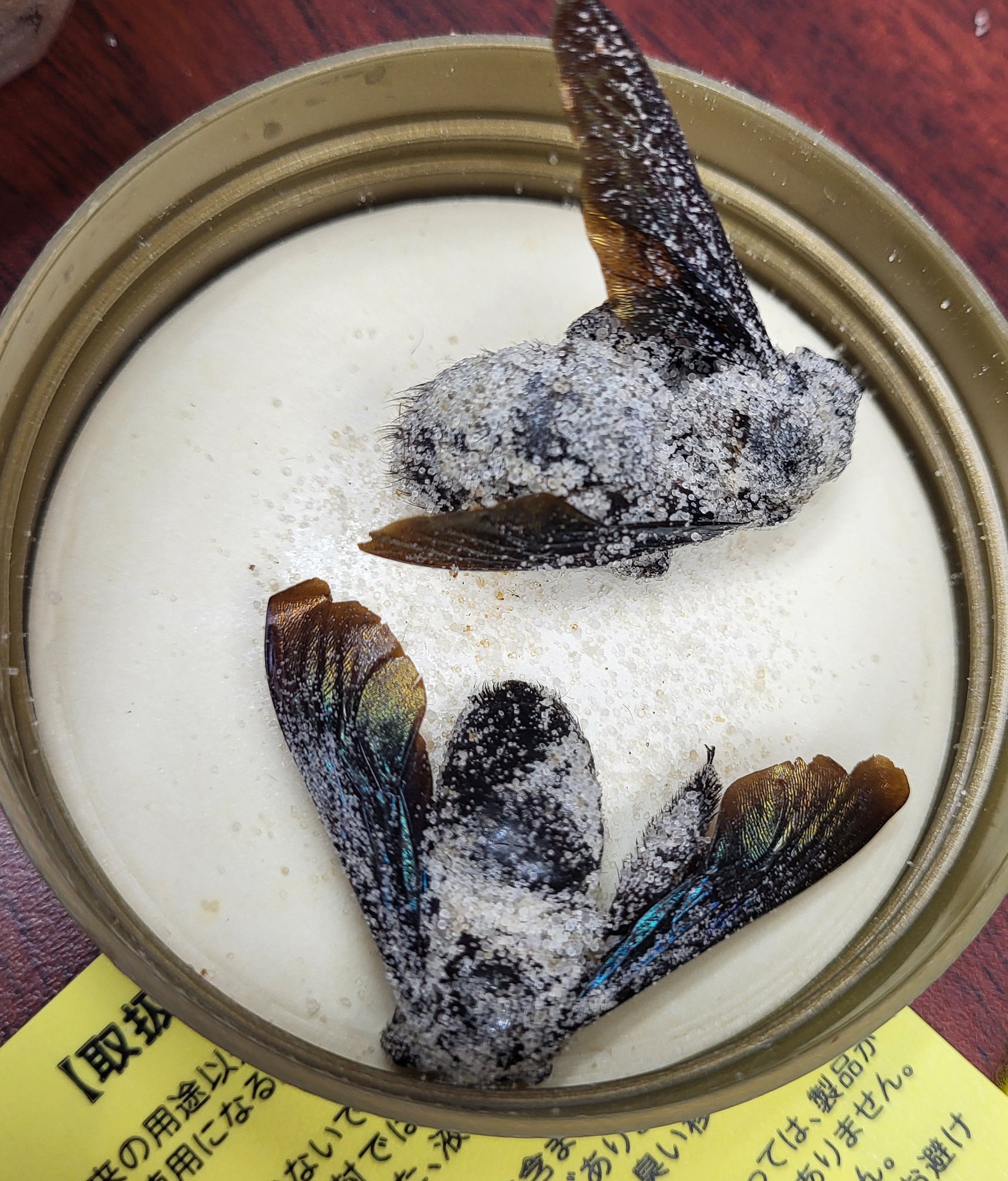 野生咸竹蜂 / 野生咸竹蜂鹽