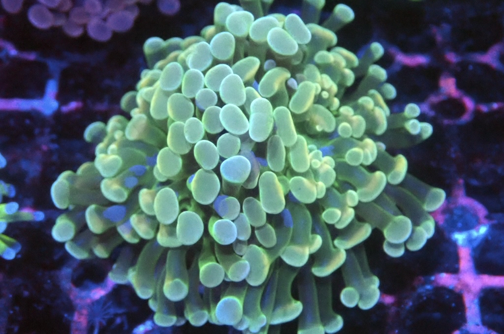 H24 豬腰（開大約2.5吋）