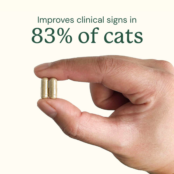 AnimalBiome : Gut Restore for Cats [最新存貨情況請參閱下列商品介紹]