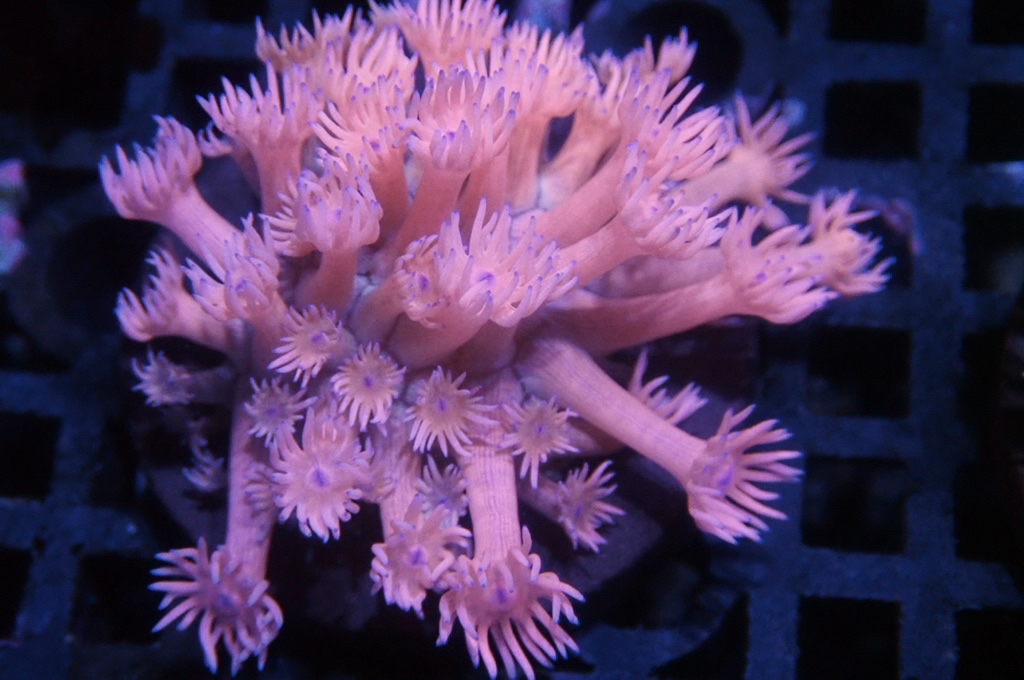 MG3 寶石花仔（Frag座3.5cm)