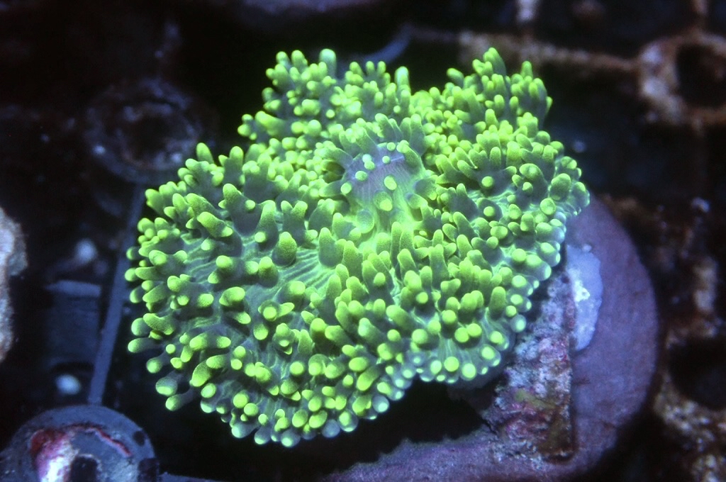 M10 菇（frag座3.5cm)