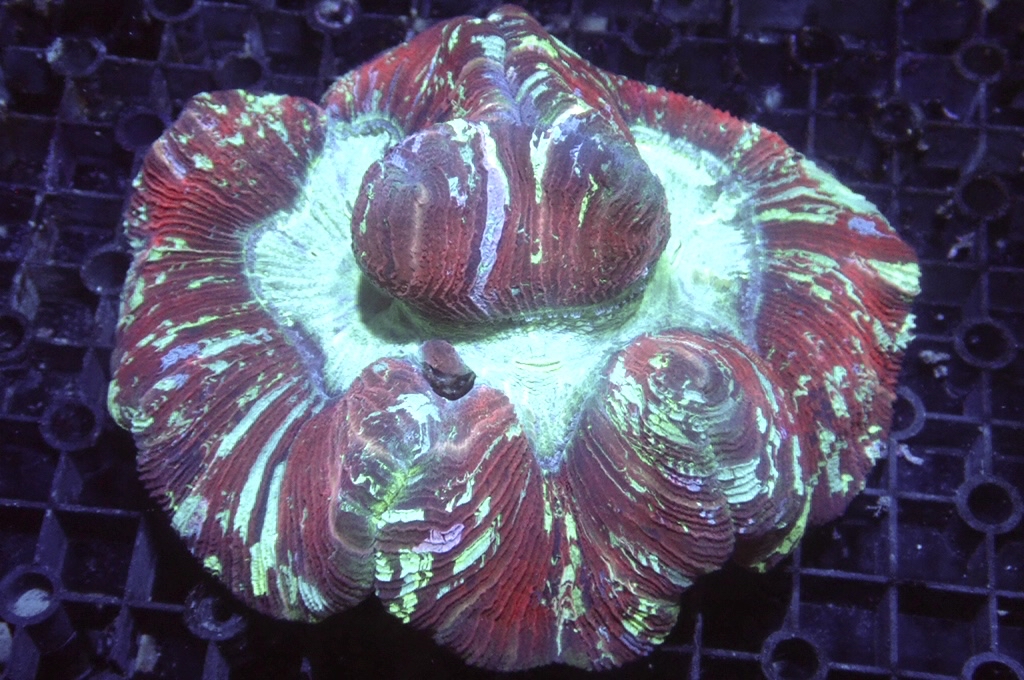 B7 峇里腦（開大約5吋）