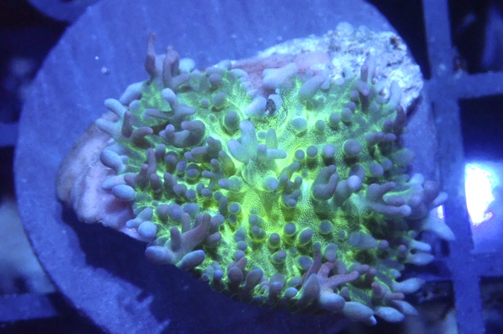 M12 菇  （frag座3.5cm）