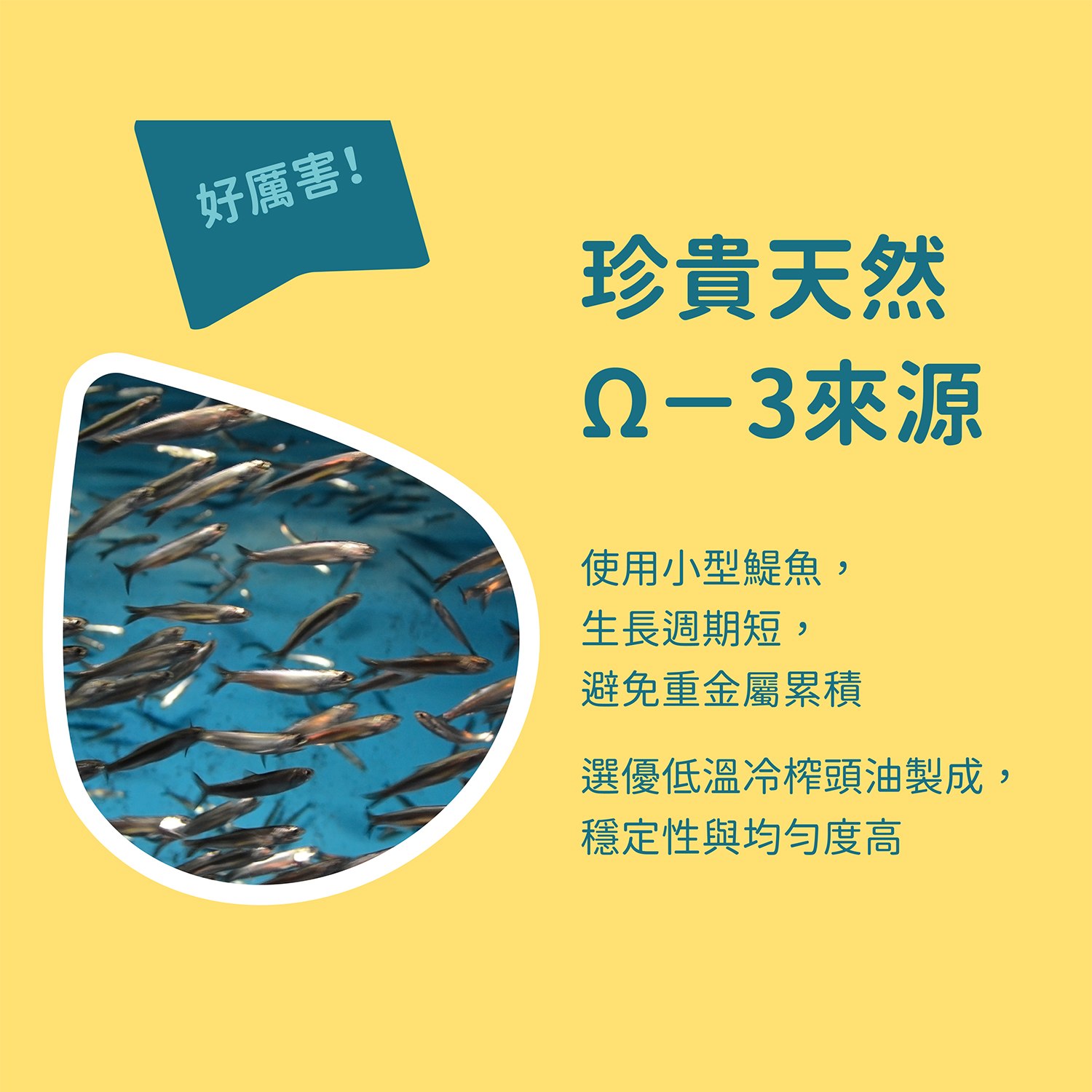 貓有話說｜Ω-3 魚油｜捏一口｜功能型主食蒸煮鮮肉泥 16g x 4