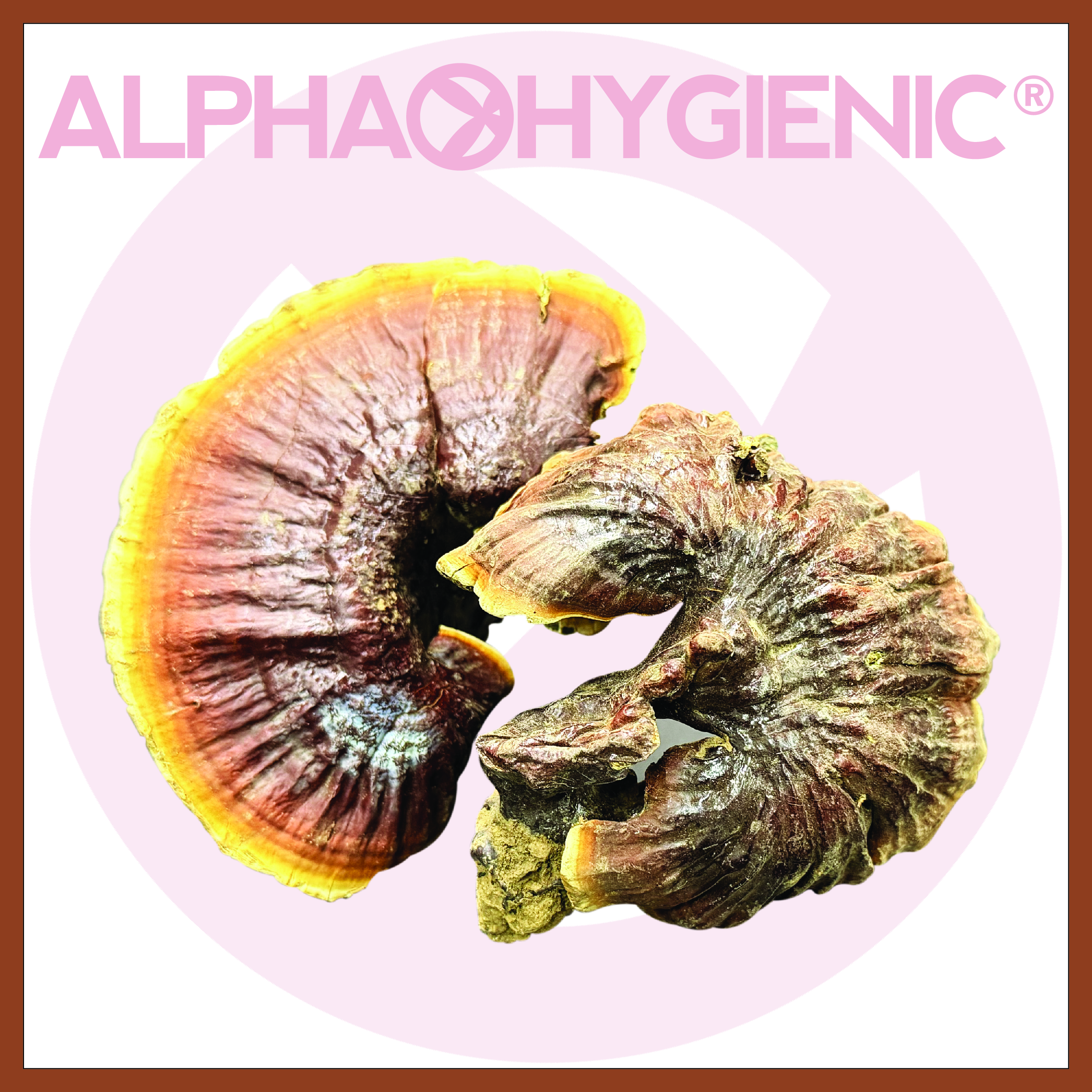 松杉靈芝-小號(約100g)