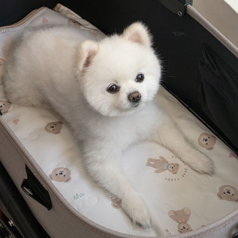 *Bailey🇰🇷泰迪熊冰涼墊