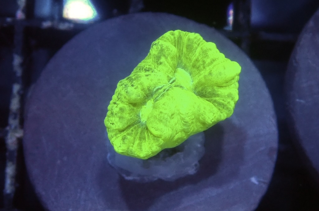 CC2  螢光綠分支腦（frag座3.5cm)