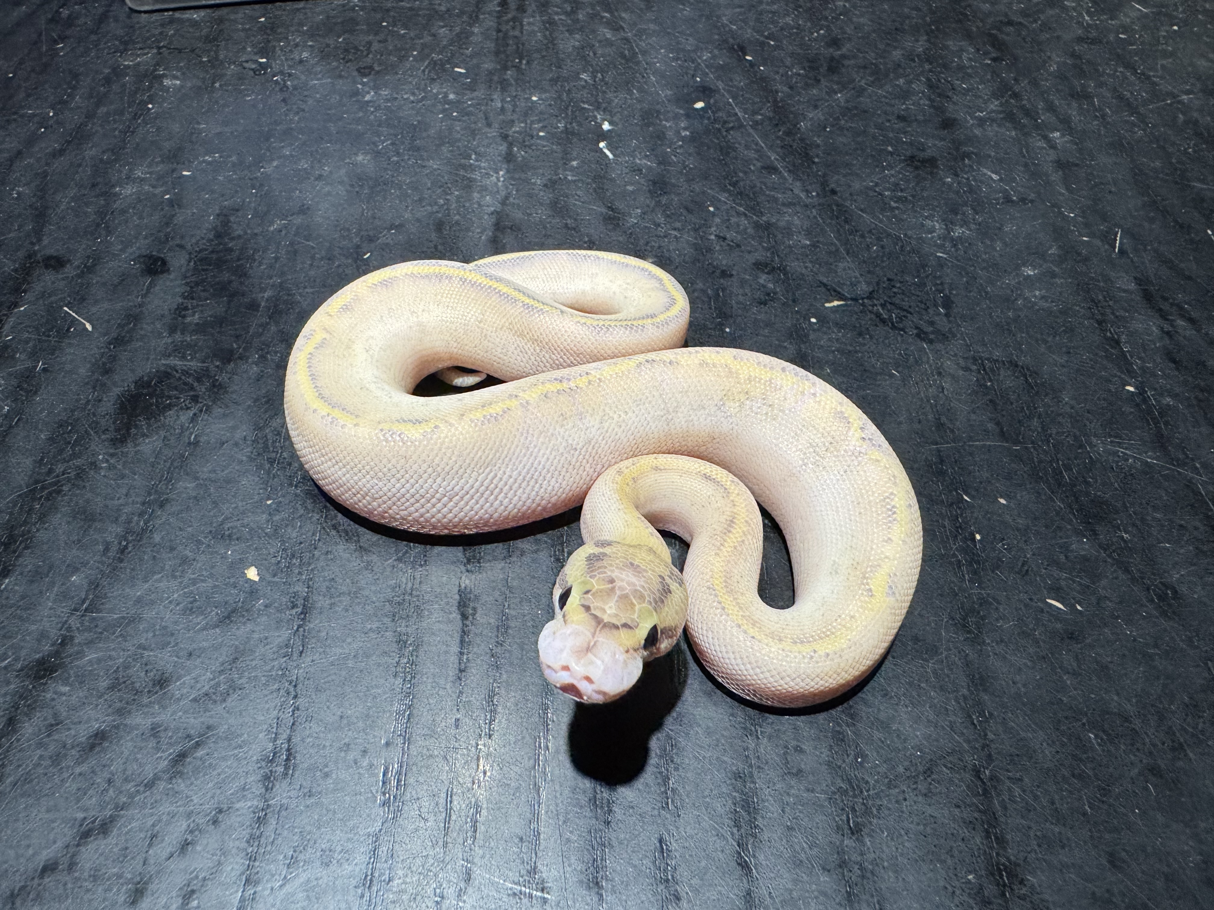 26 Enchi Highway 1.0