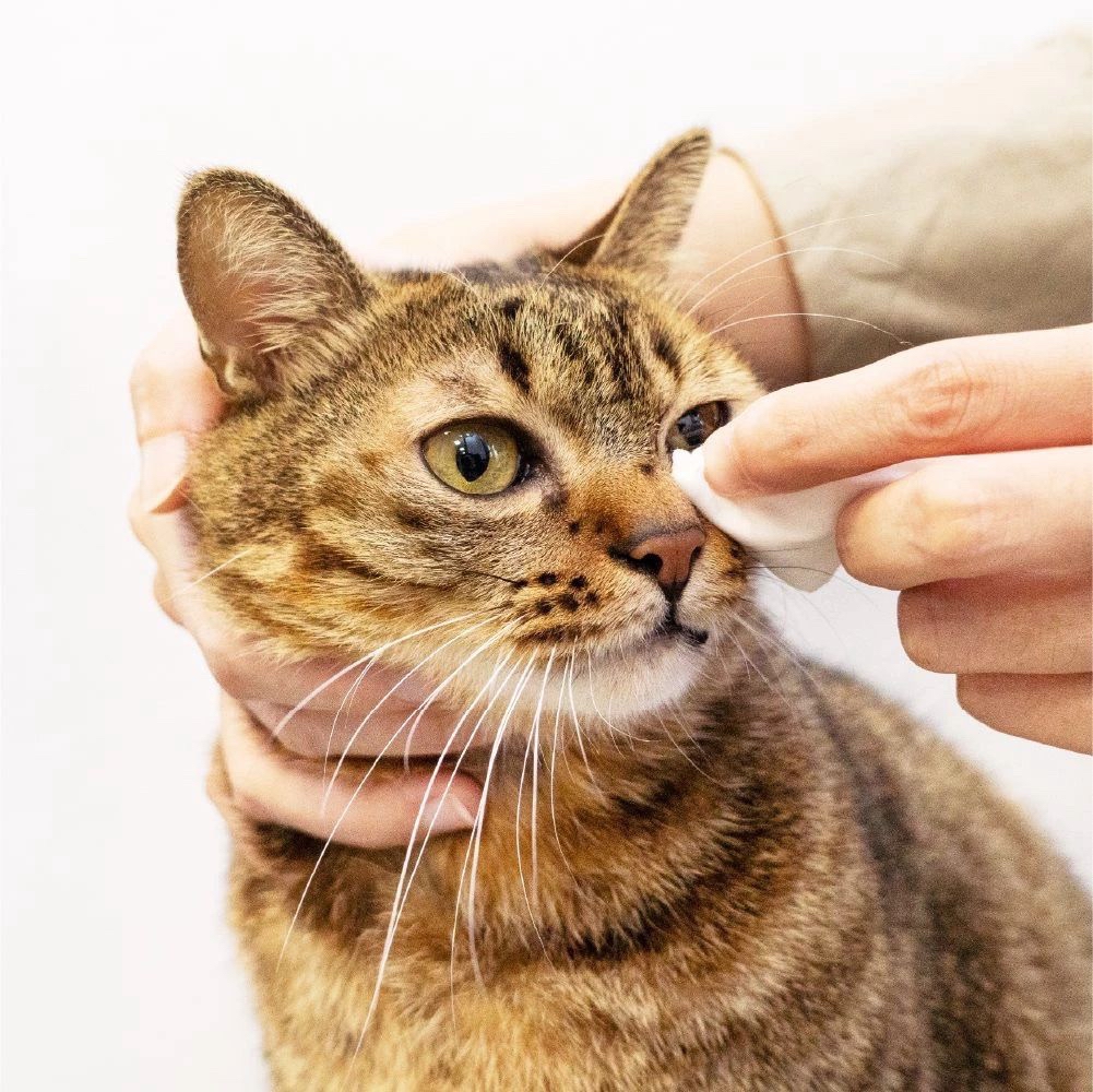 汪喵星球-汪喵濕式衛生紙｜12 抽（一套12包）