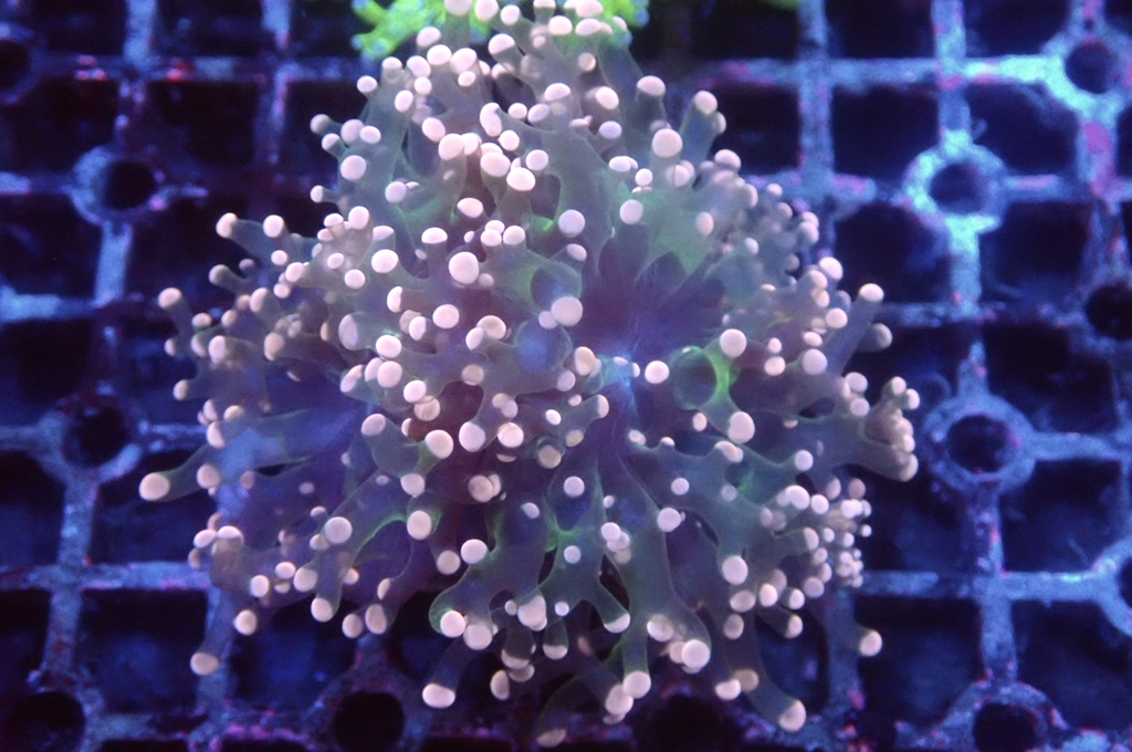 F10 啫喱 （開大約2.5吋）