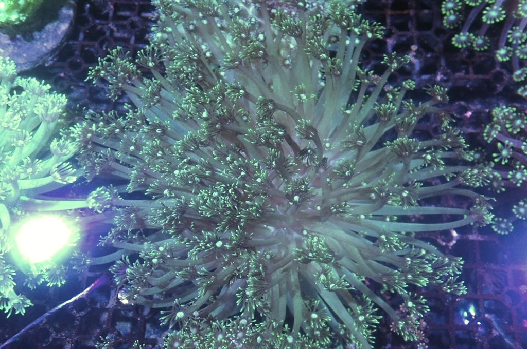 GF5  寶石花（開大約5.5吋）