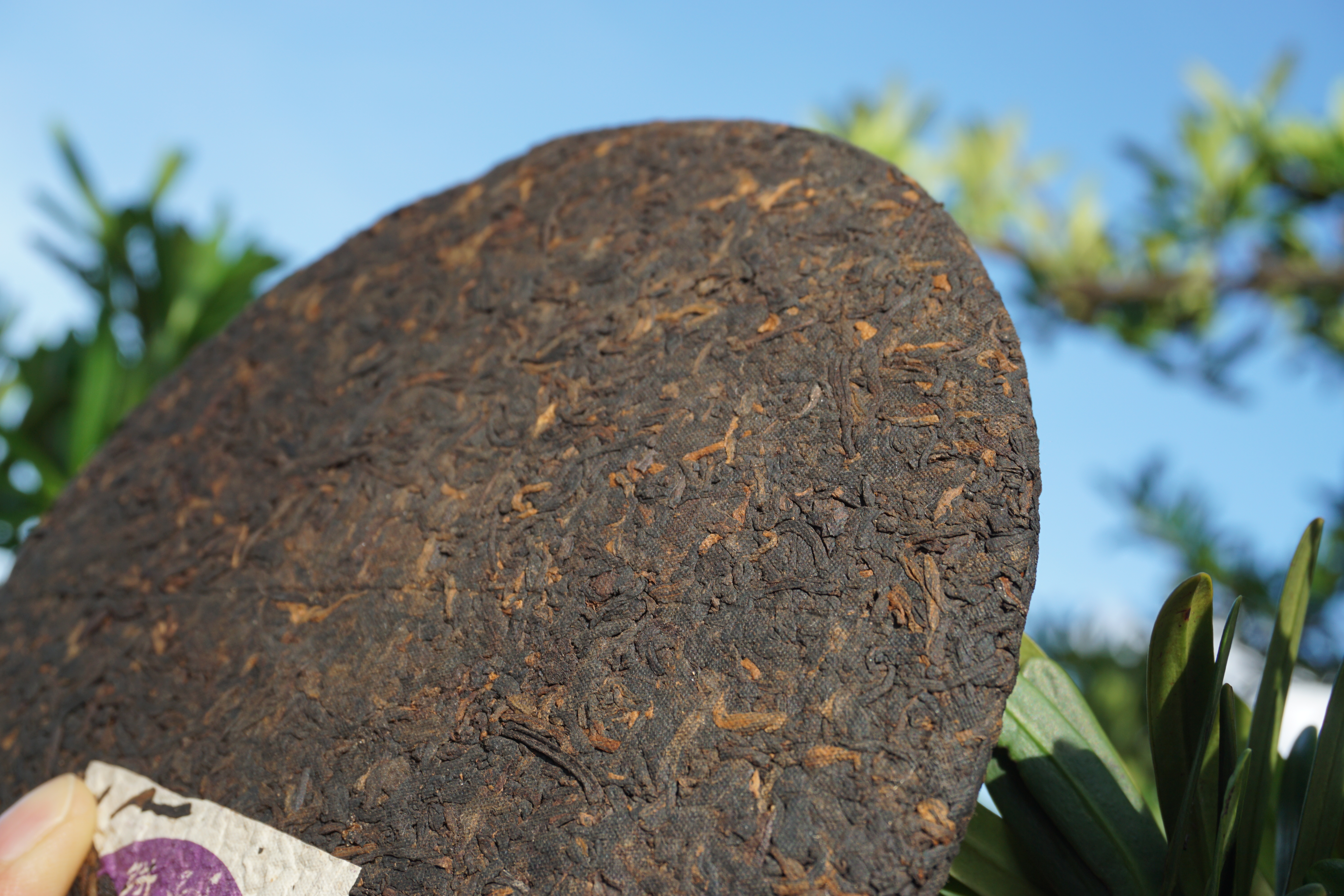 2006年 紫芽普洱茶熟餅-(珍藏品)