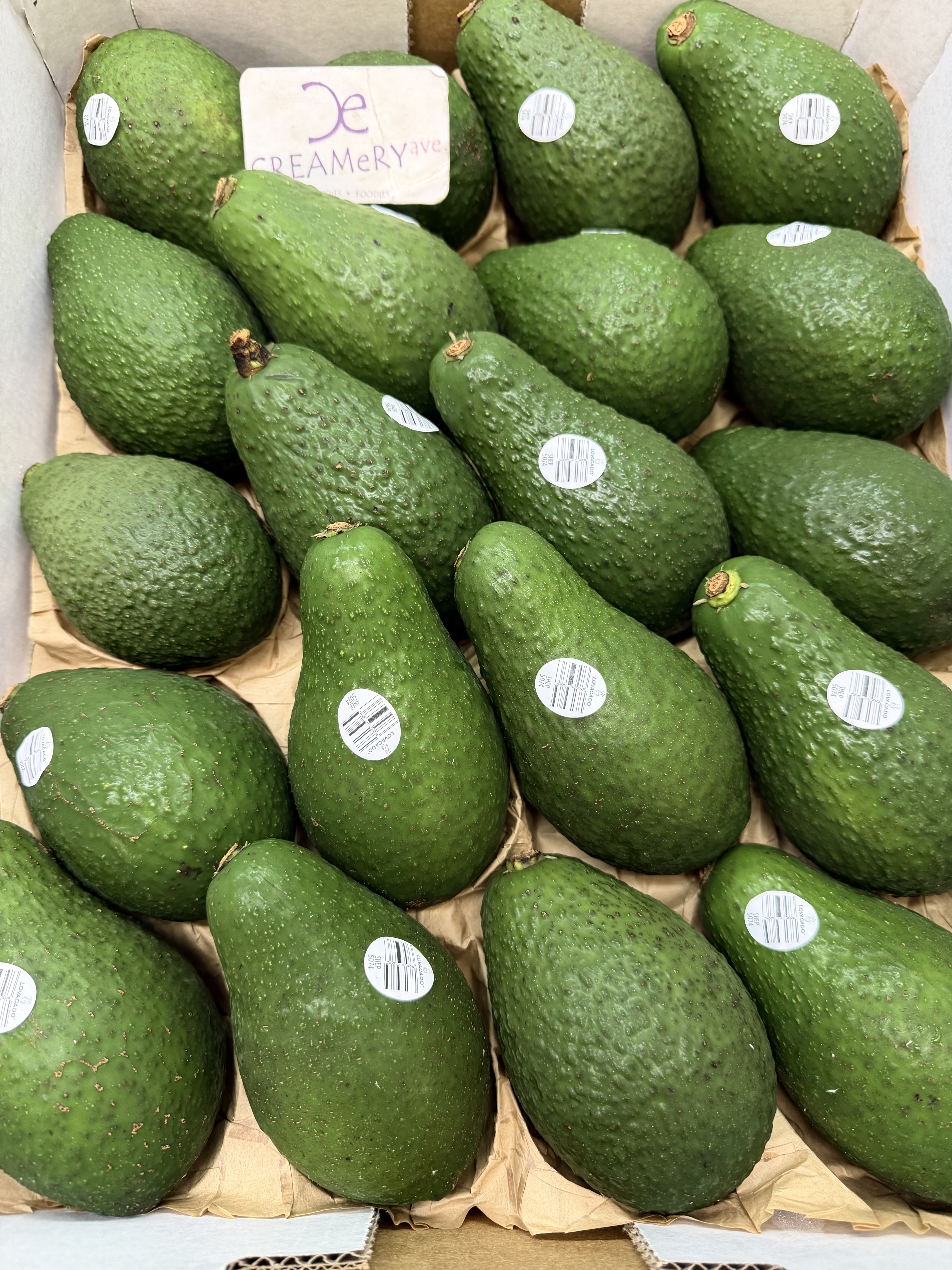 澳洲青皮牛油果 Australia Avocado Shepard 大20裝 3個