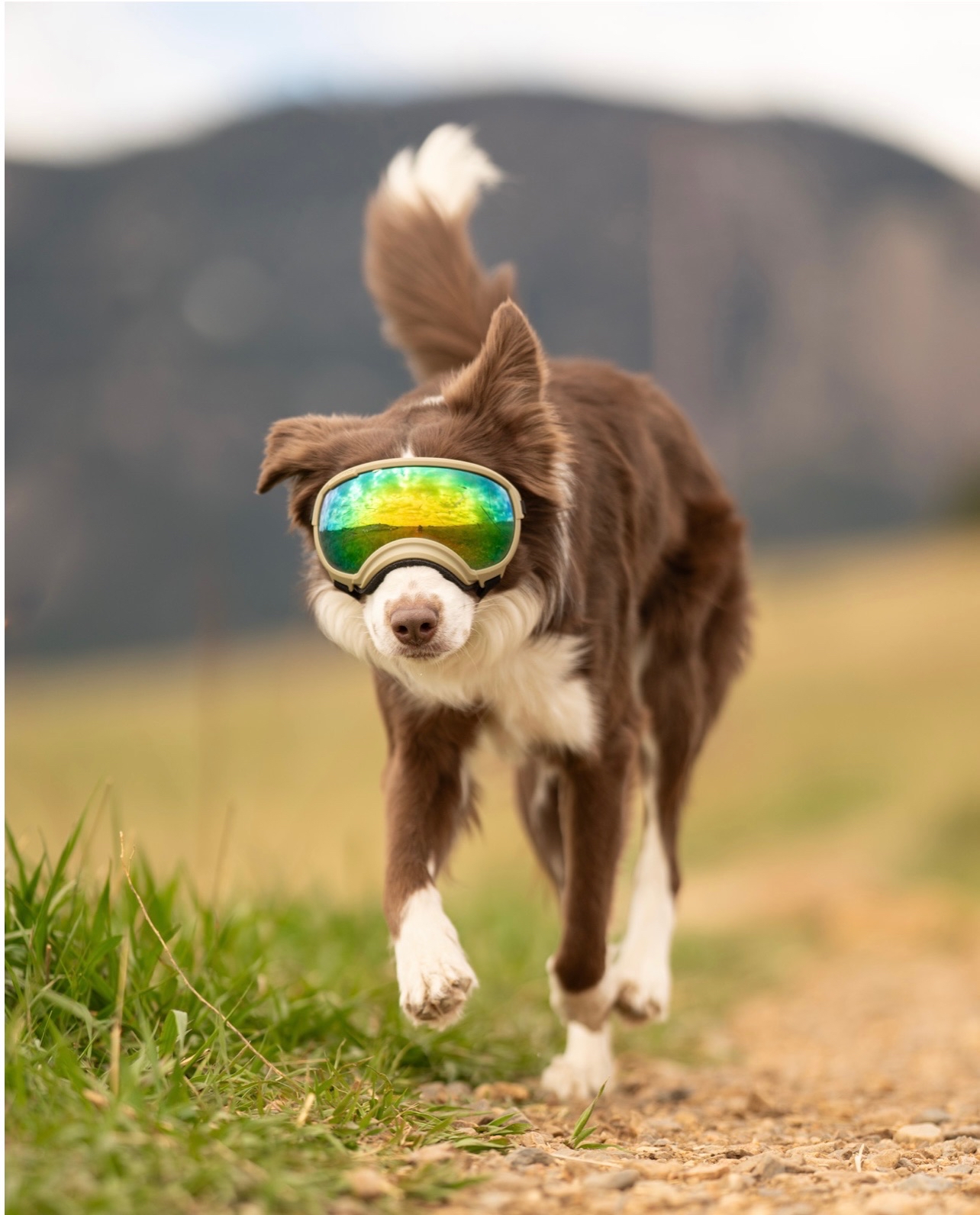美國 REX SPECS V2 犬用護目鏡