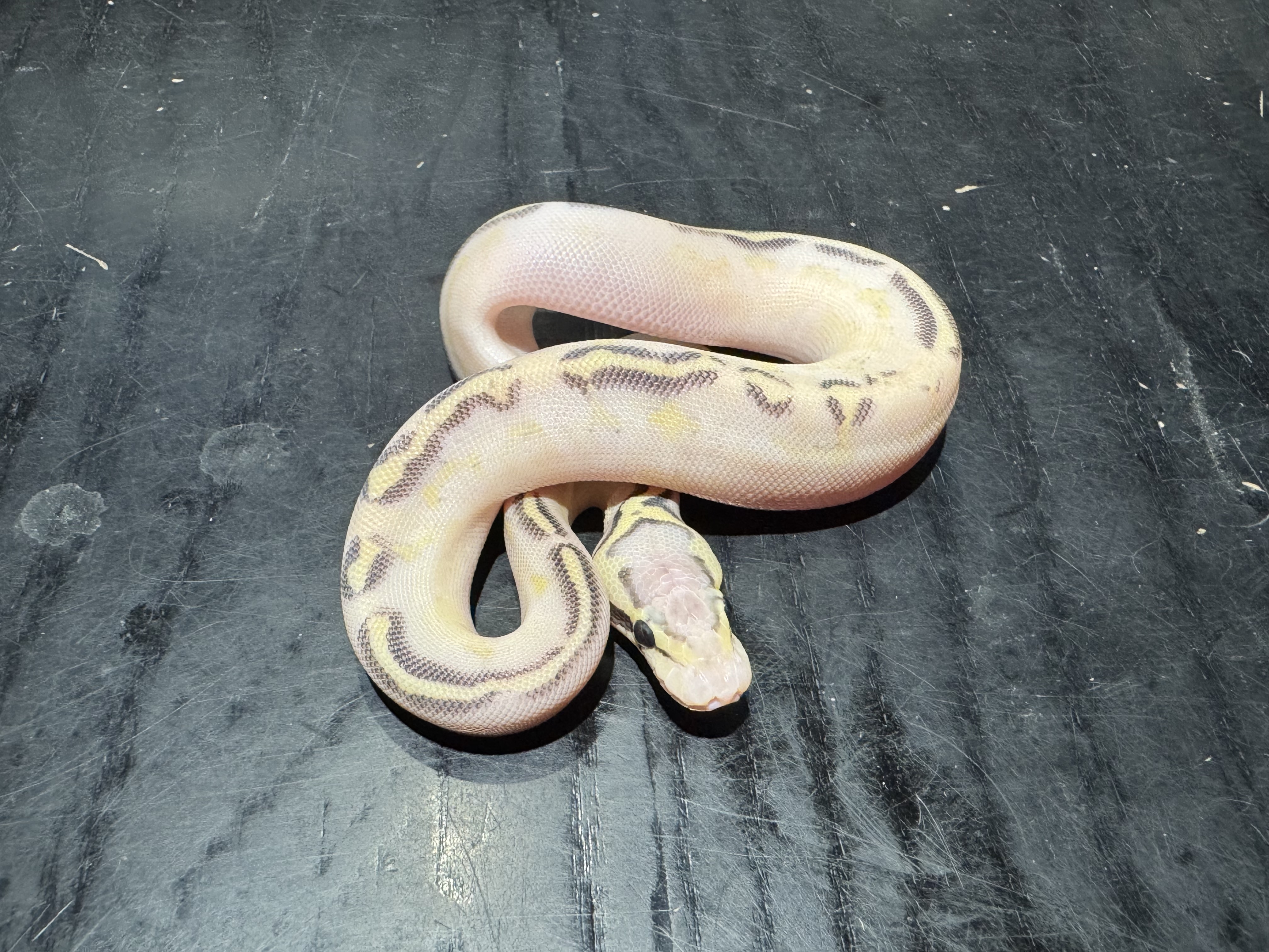 26 Pastel Freeway poss GHI Mojave 0.1