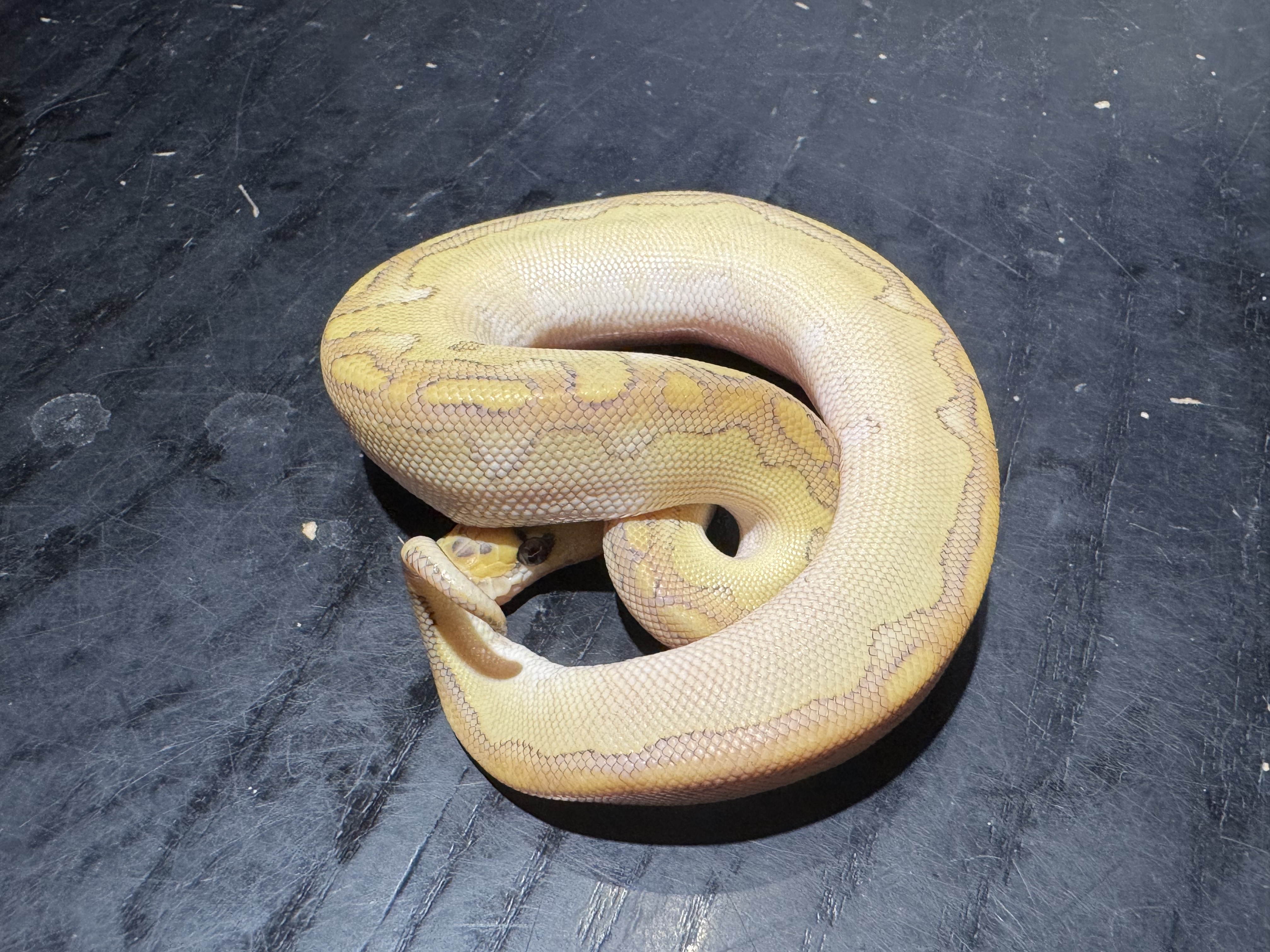 26 Orange Dream Butter Clown 1.0