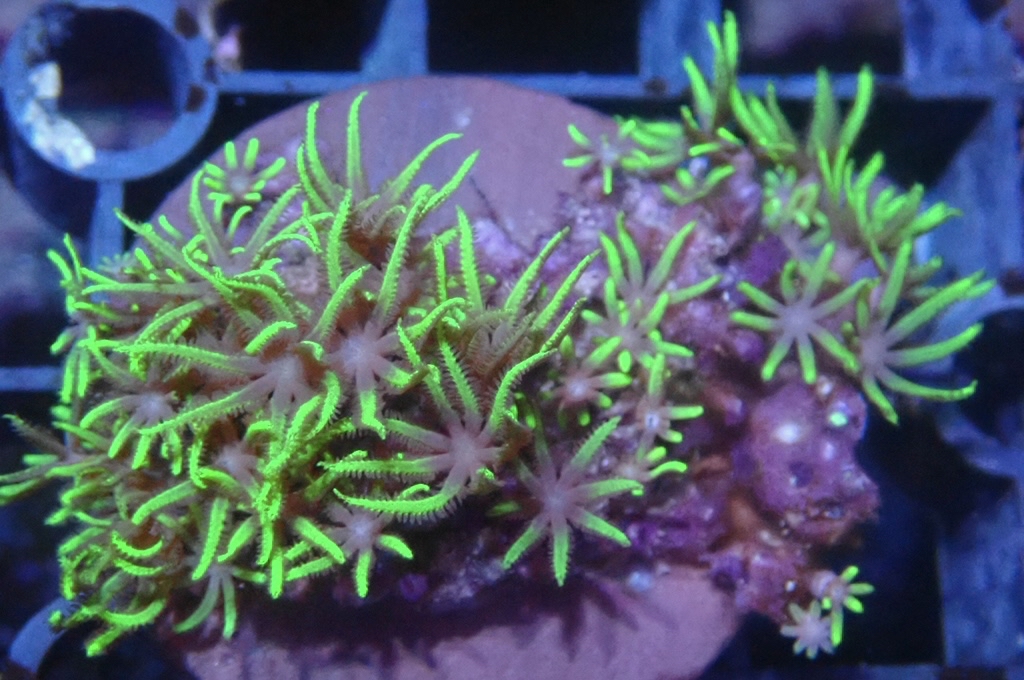 Green 2 草皮 （frag座3.5cm）