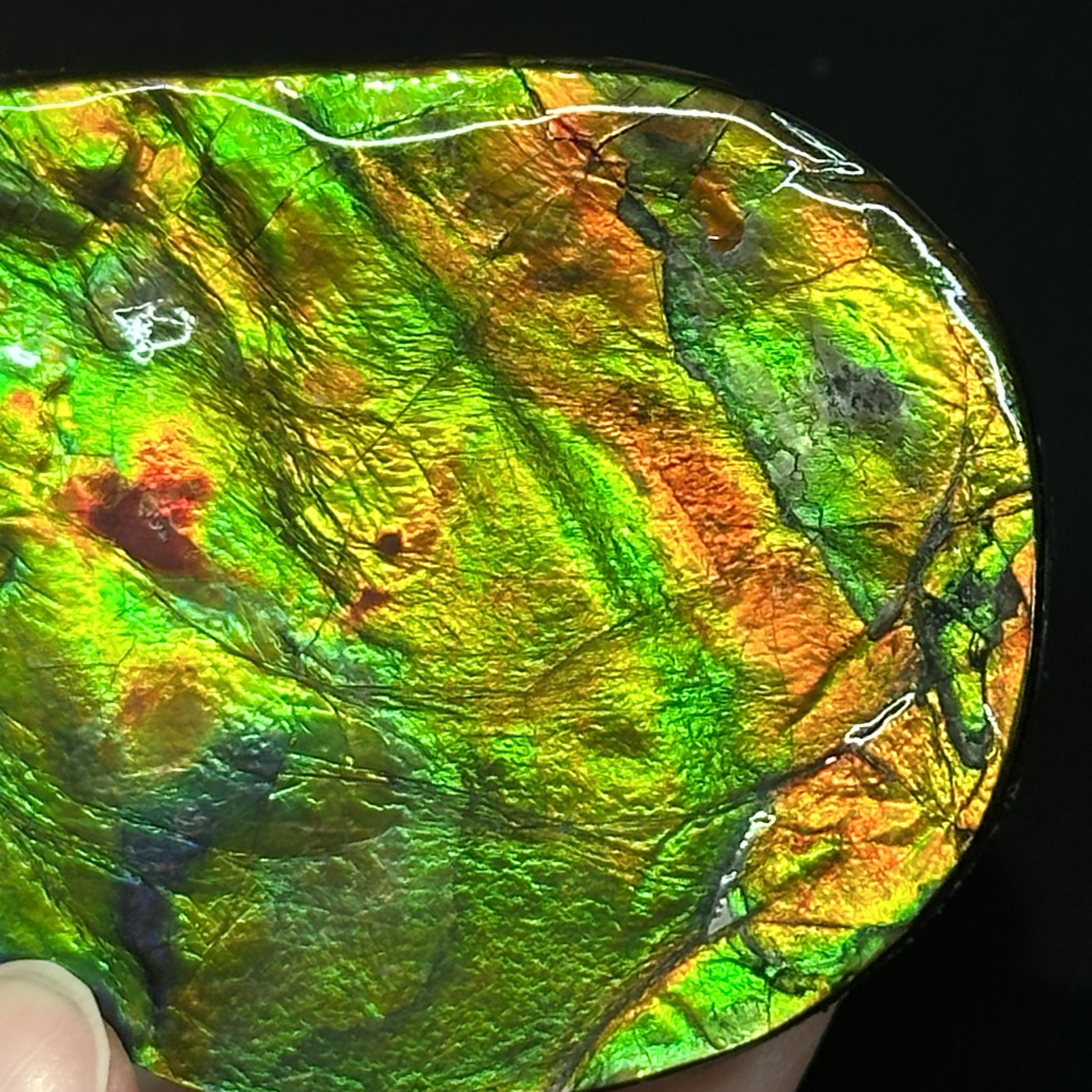 斑彩石 - Ammolite AM02