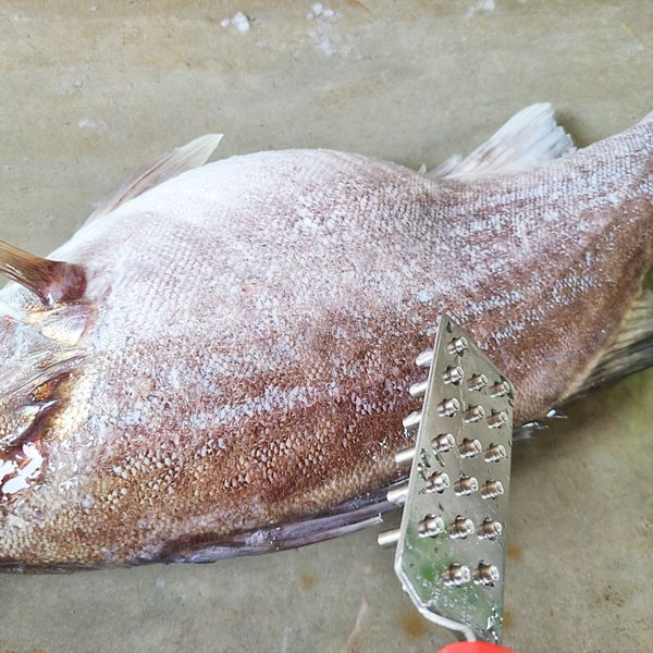 【現貨】🔥🔥【日本製《石本專業》專業級防噴濺刮鱗器】