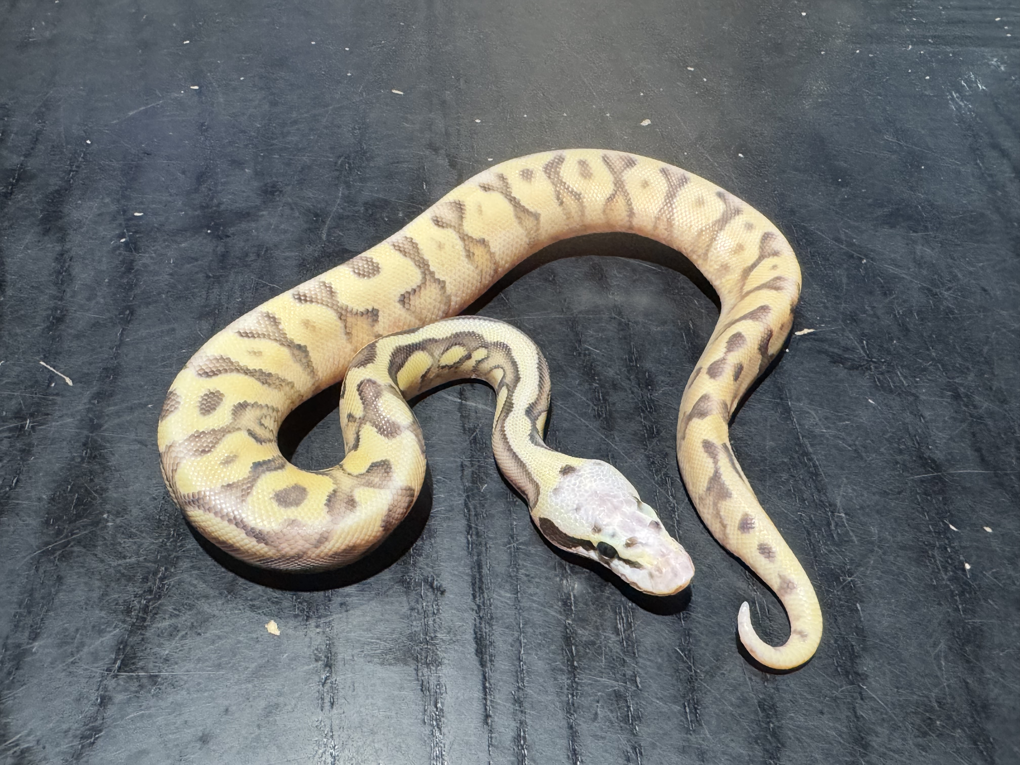 26 Super Pastel Fire Spotnose poss Yellow Belly 1.0