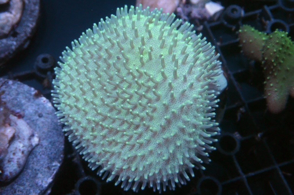 L4  綠肉綠鬚皮革（開大約3吋）