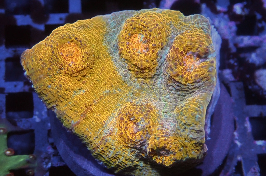 N20（開大約1.5吋）